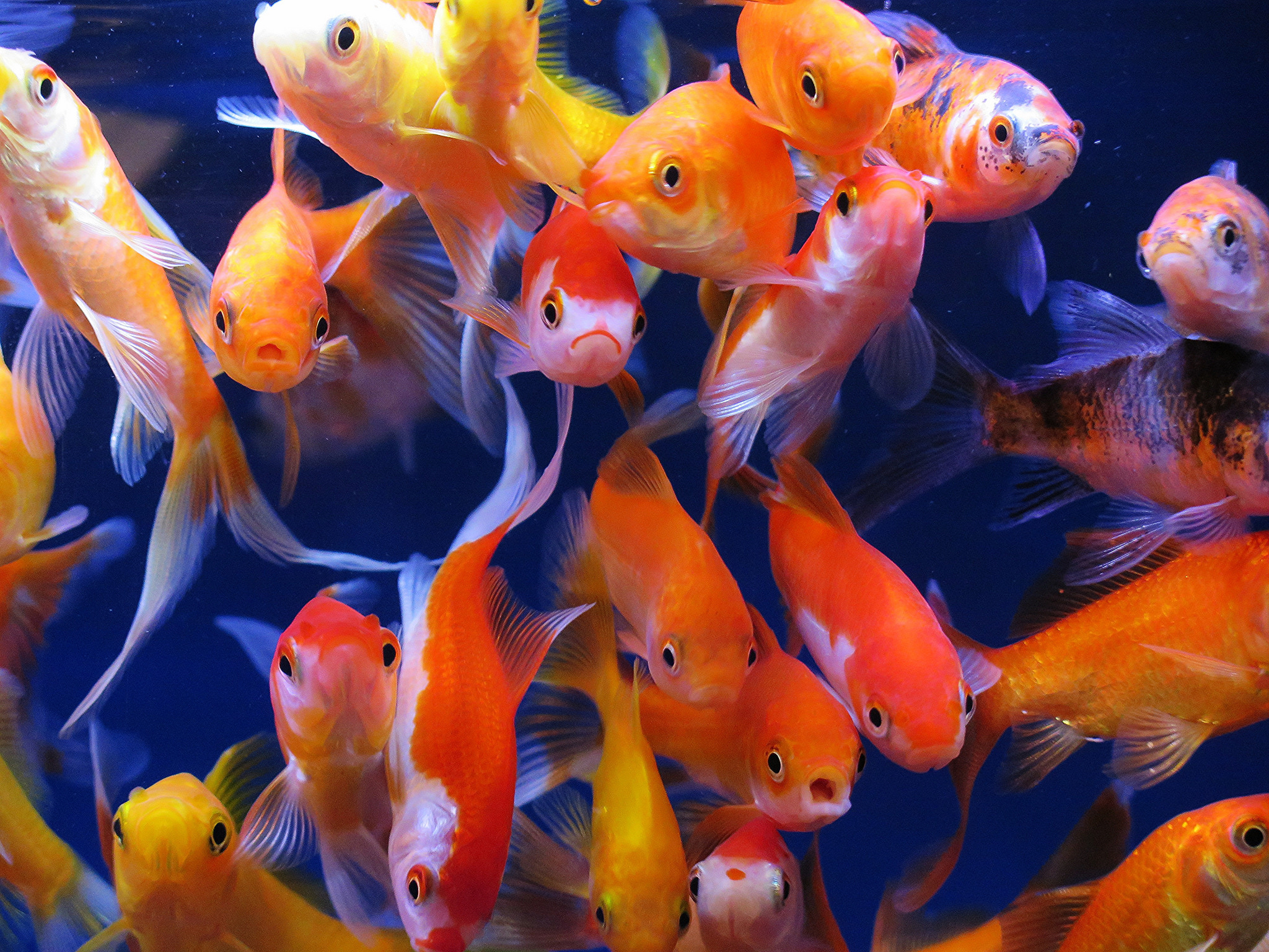 Aquarium Fish, Aquarium, Goldfish - Many Goldfish Wallpaper Hd - HD Wallpaper 
