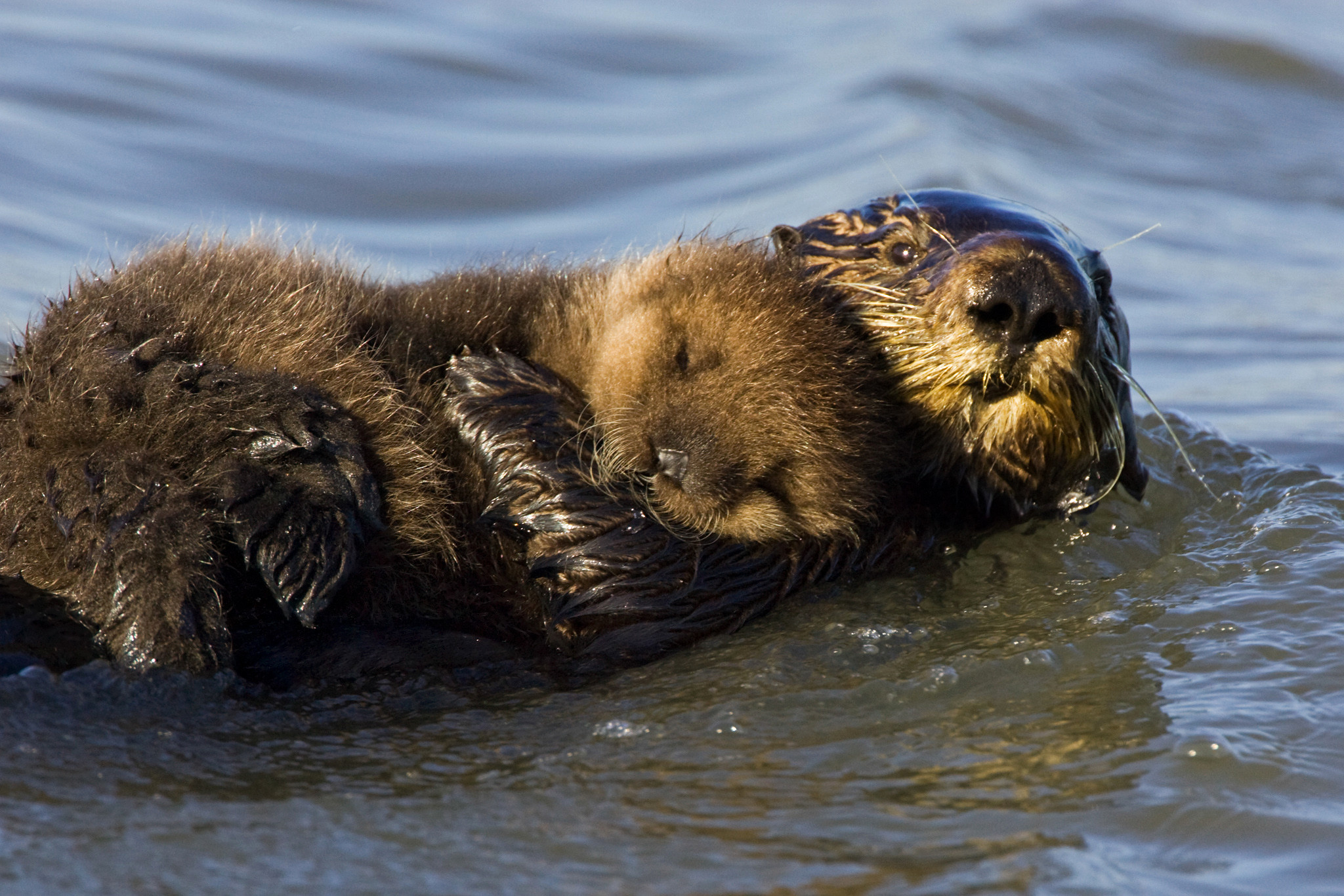 Baby Sea Otter Luxe Baby Sea Otter Wallpaper Baby Otter - Baby Sea Otter - HD Wallpaper 