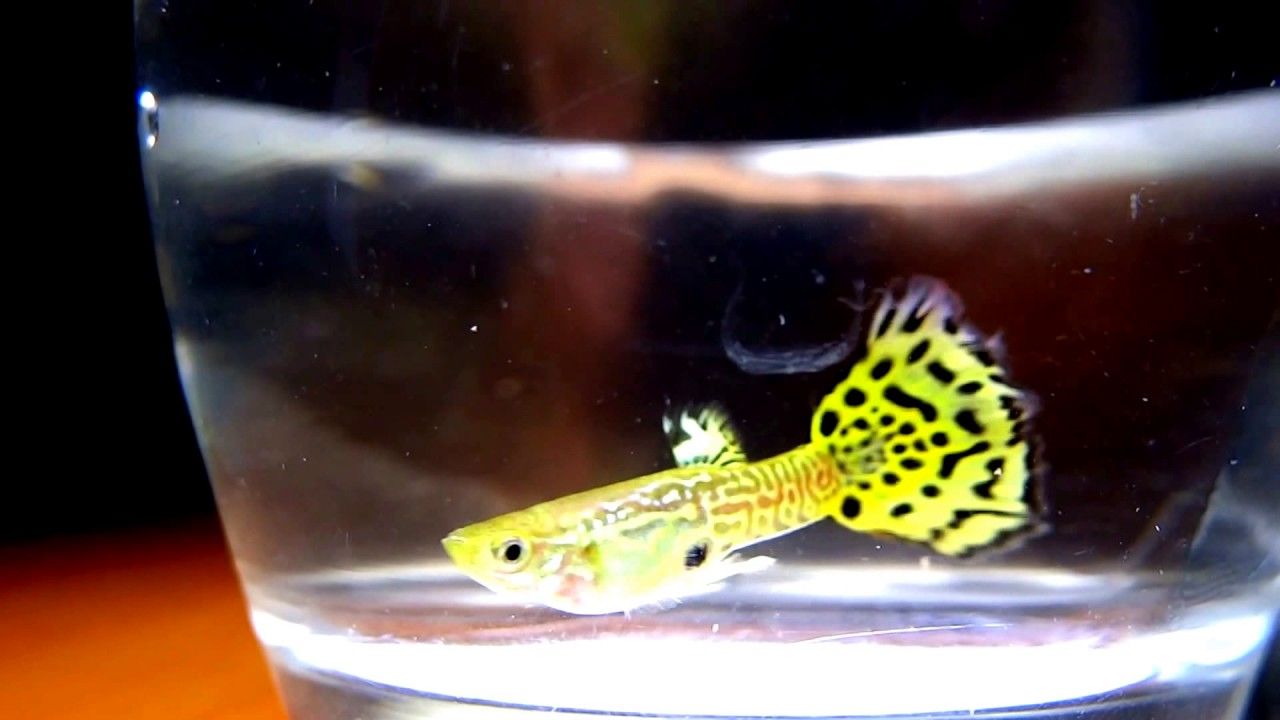 Beautiful Guppy Fish - 1280x720 Wallpaper Beautiful Guppy Fish - 1280x720 Wallpaper
