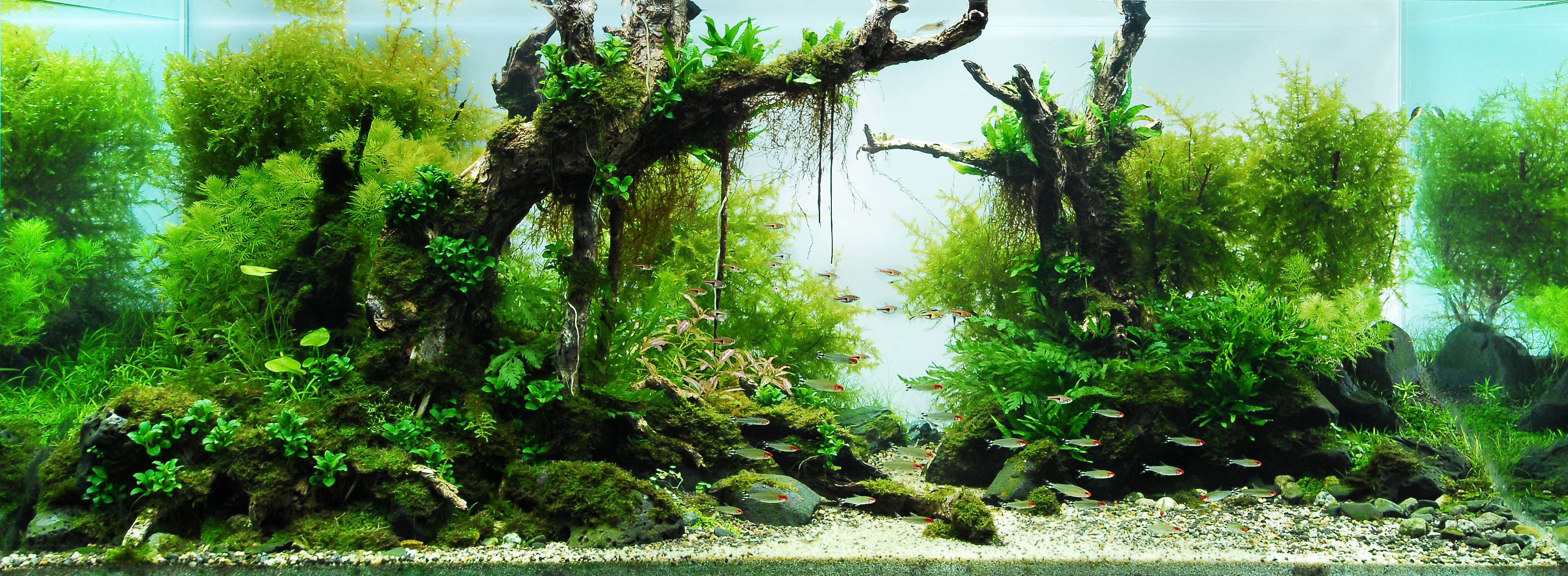 Aquarium 3493h1286 Wallpaper - Takashi Amano - HD Wallpaper 