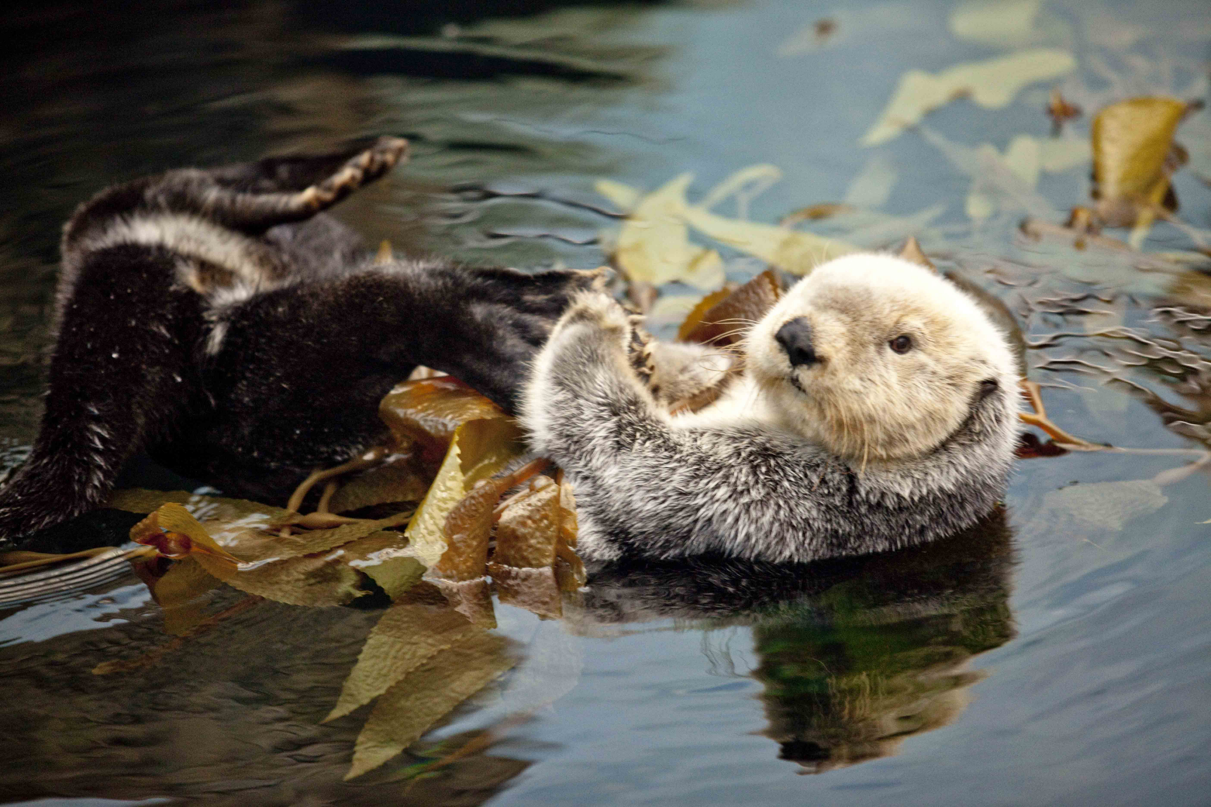 Sea Otter - HD Wallpaper 