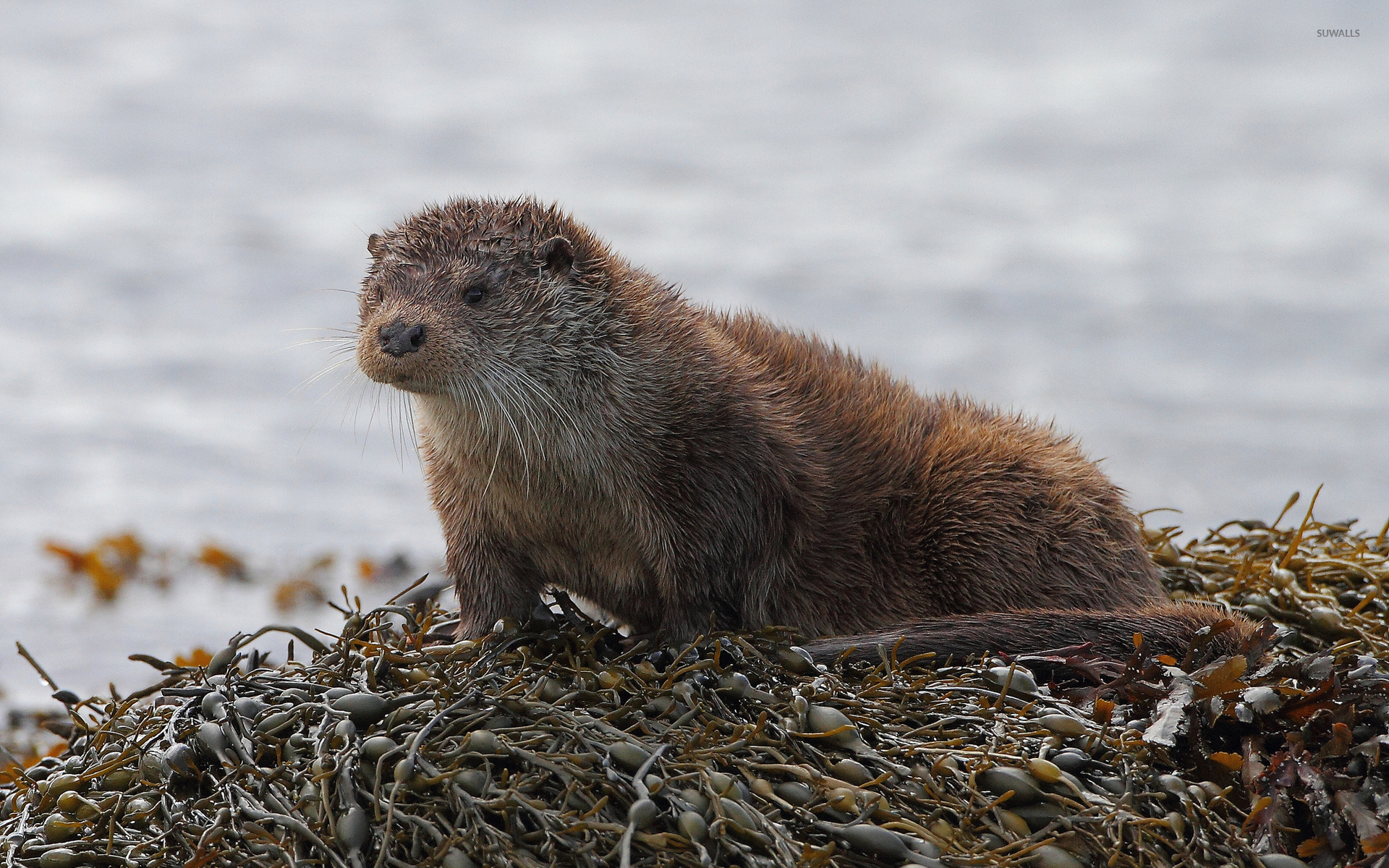 Punxsutawney Phil - HD Wallpaper 