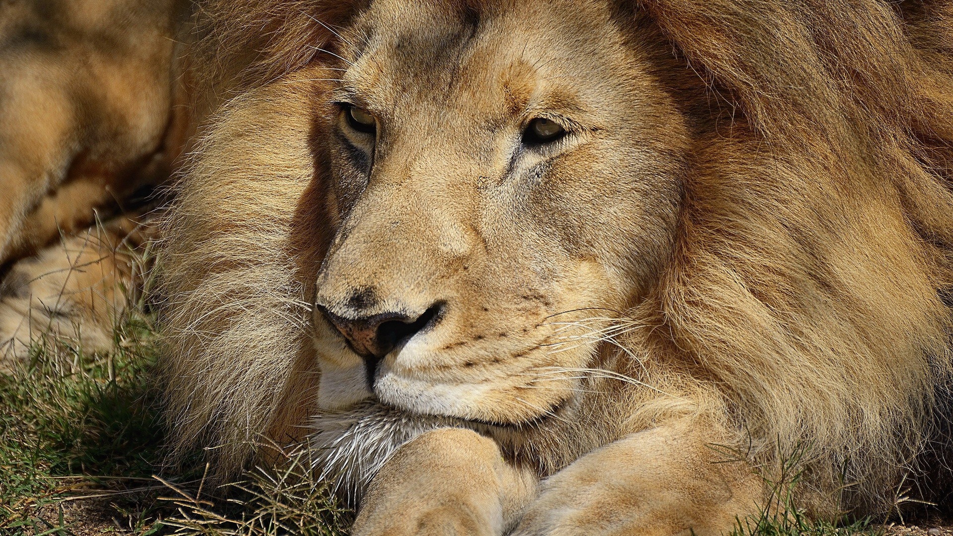 Wallpaper Lion, Muzzle, Mane, Beautiful, View, Good - Beautiful View - HD Wallpaper 