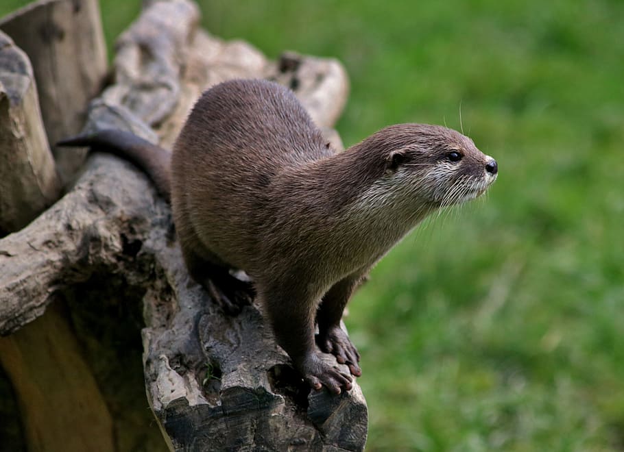 Otter On Tree Branch, Mammal, Nature, Wildlife, Brown, - Land Animals From Amazon Rainforest - HD Wallpaper 
