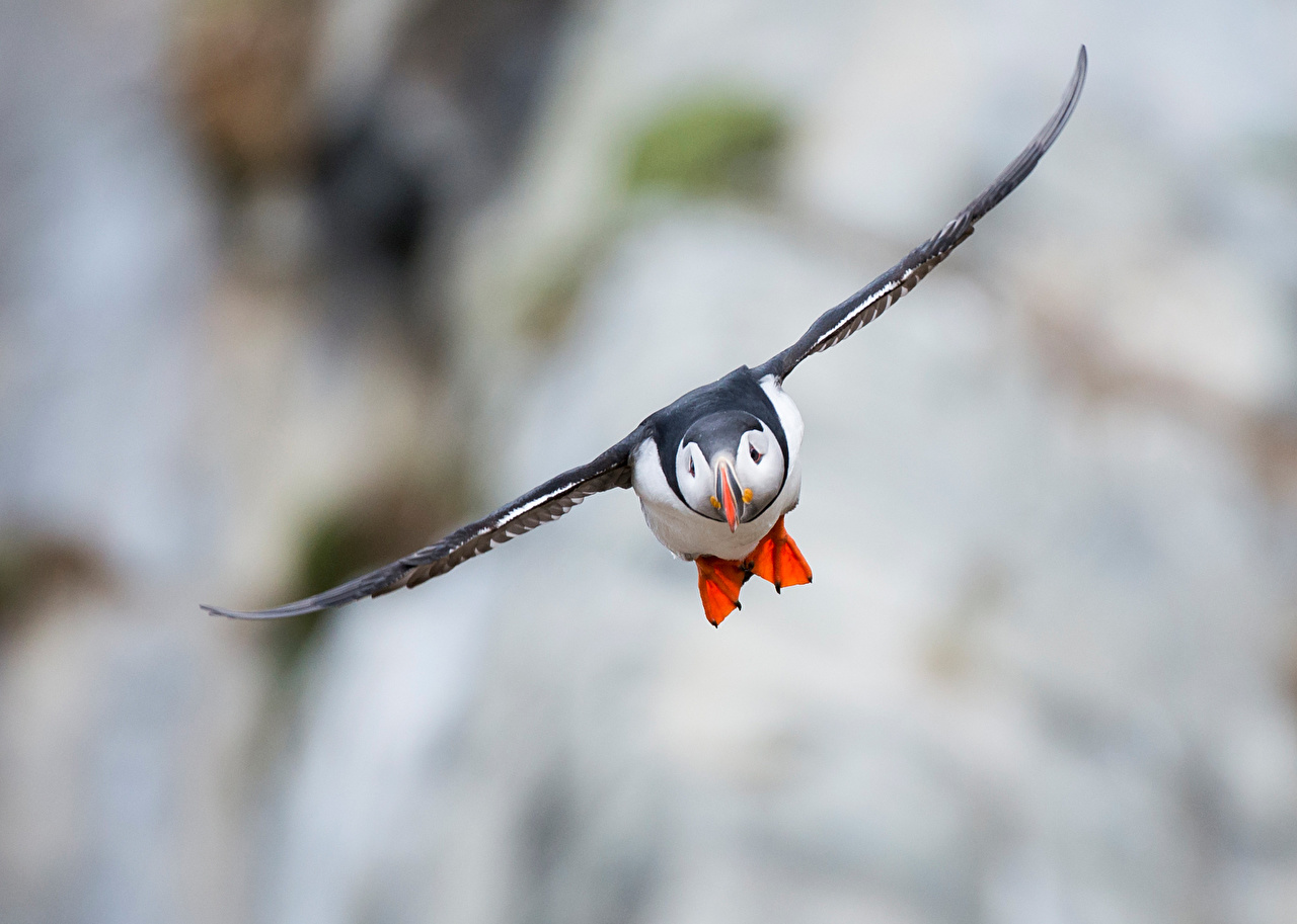 Puffin Bird - HD Wallpaper 