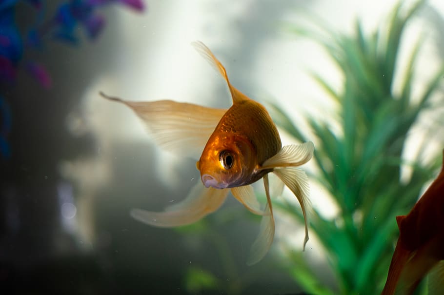 Goldfish In Water, Animal, Aquarium, Aquatic, Blurred - Tempo Vive Peixe De Aquario - HD Wallpaper 