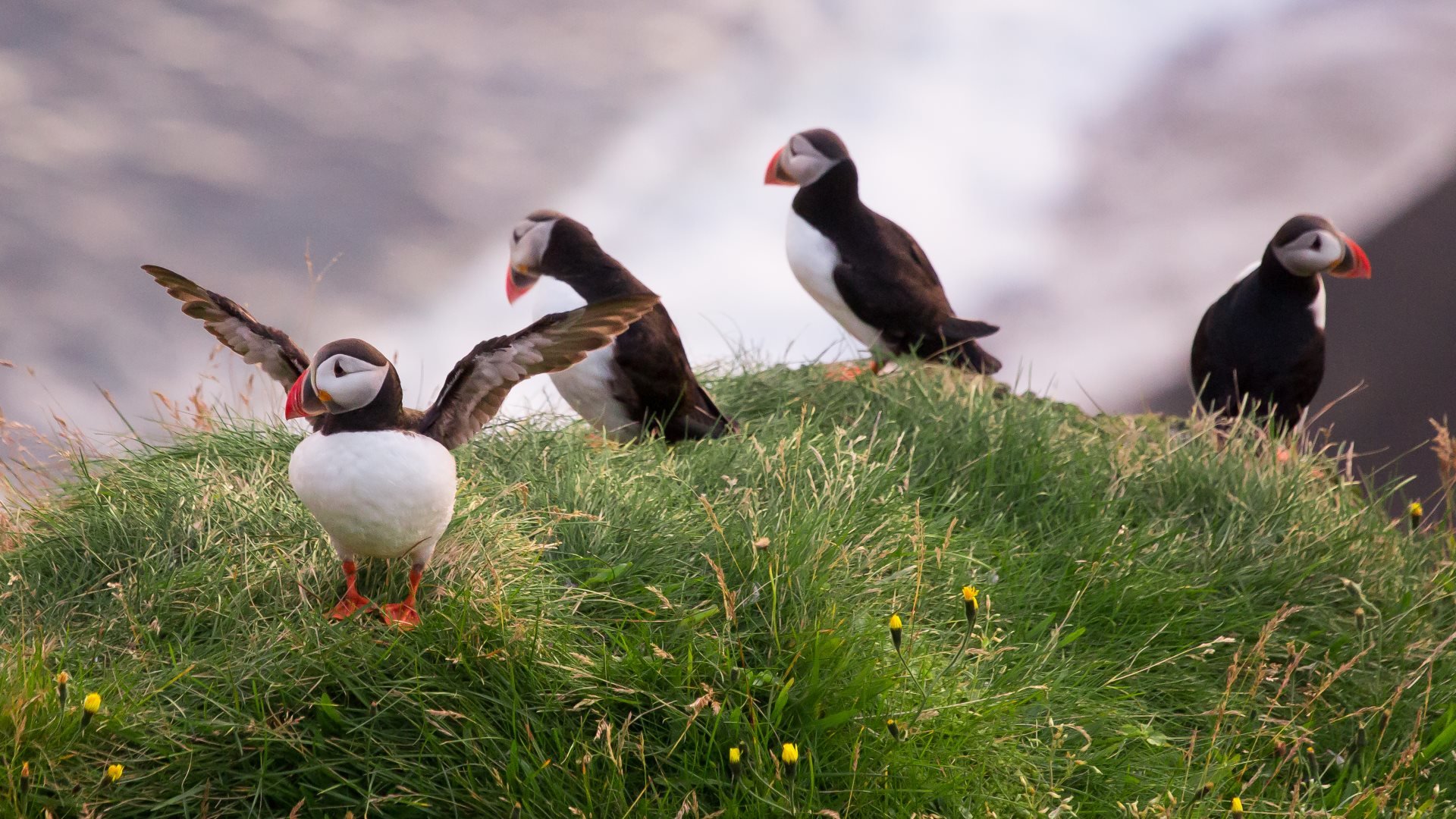 Download Full Hd Puffin Pc Wallpaper Id - Puffin - HD Wallpaper 