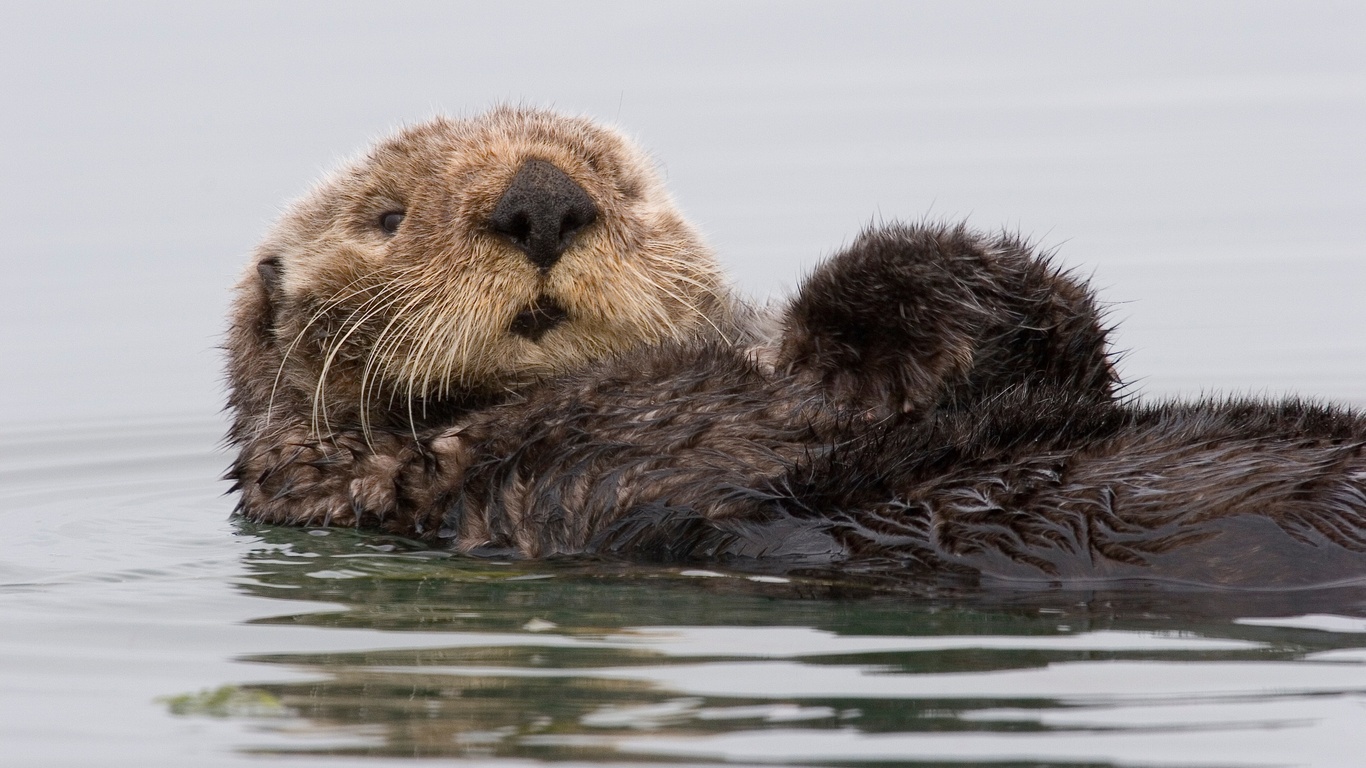 Sea Otter - HD Wallpaper 