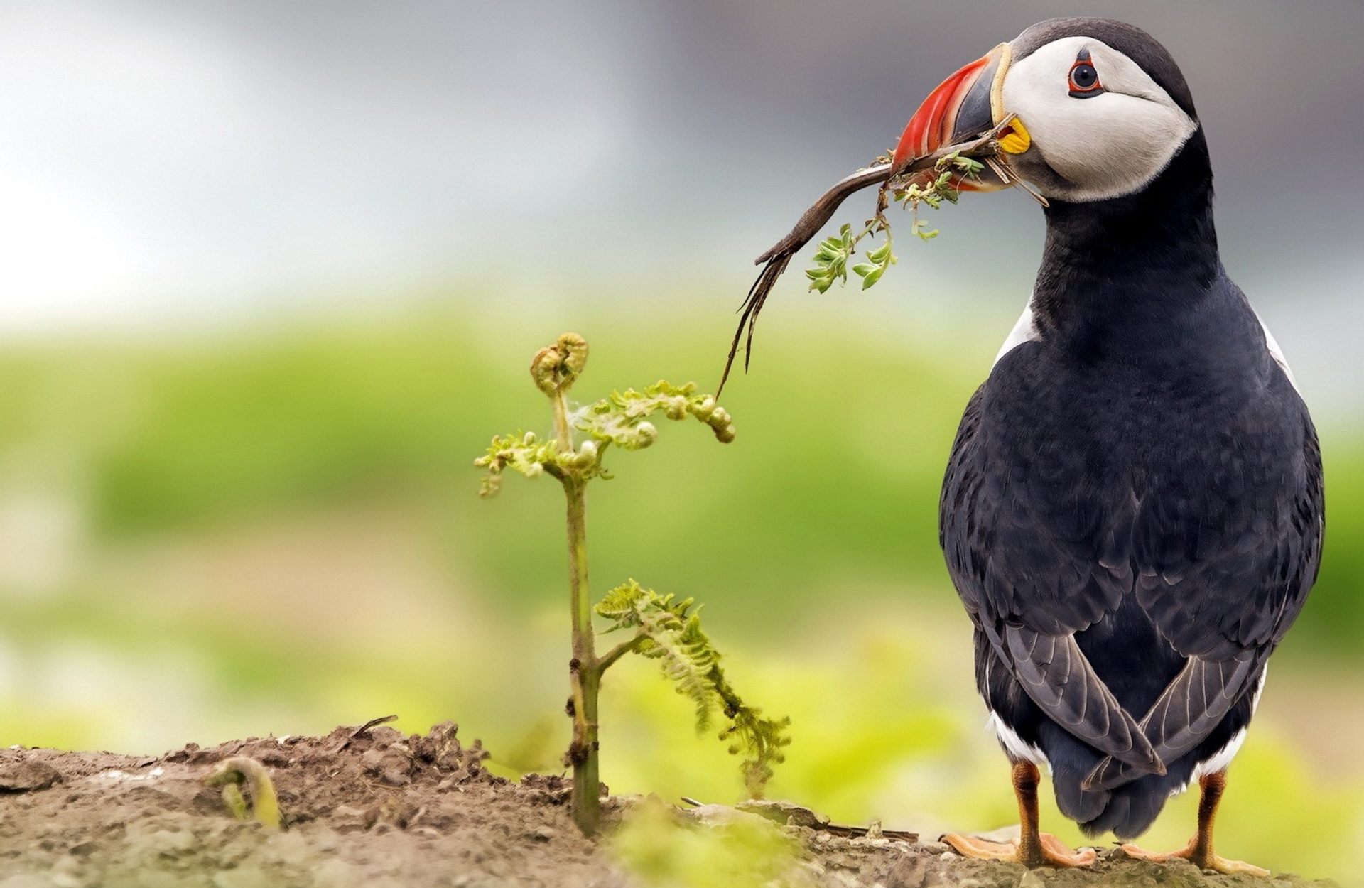 Atlantic Puffin - HD Wallpaper 