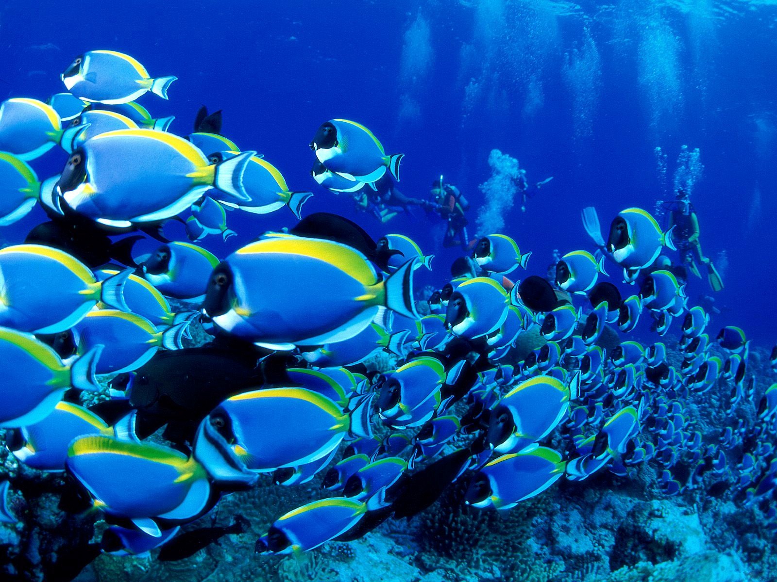 Sea Life Sydney Aquarium Hd Wallpapers - Group Of Beautiful Fish - 1600x1200 Wallpaper Sea Life Sydney Aquarium Hd Wallpapers - Group Of Beautiful Fish - 1600x1200 Wallpaper