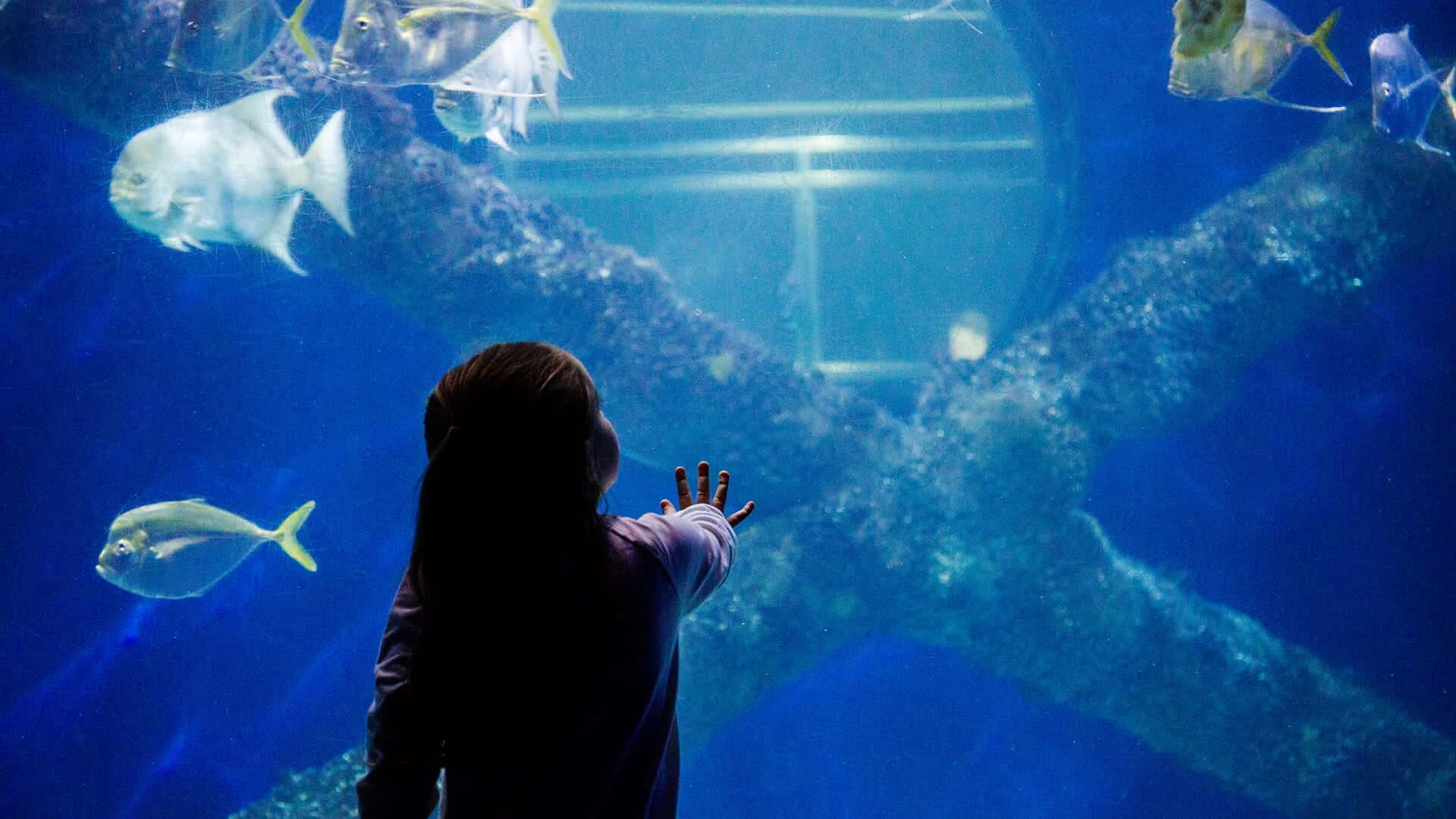 Amazing Animals - Show Me A Picture Of An Aquarium - HD Wallpaper 