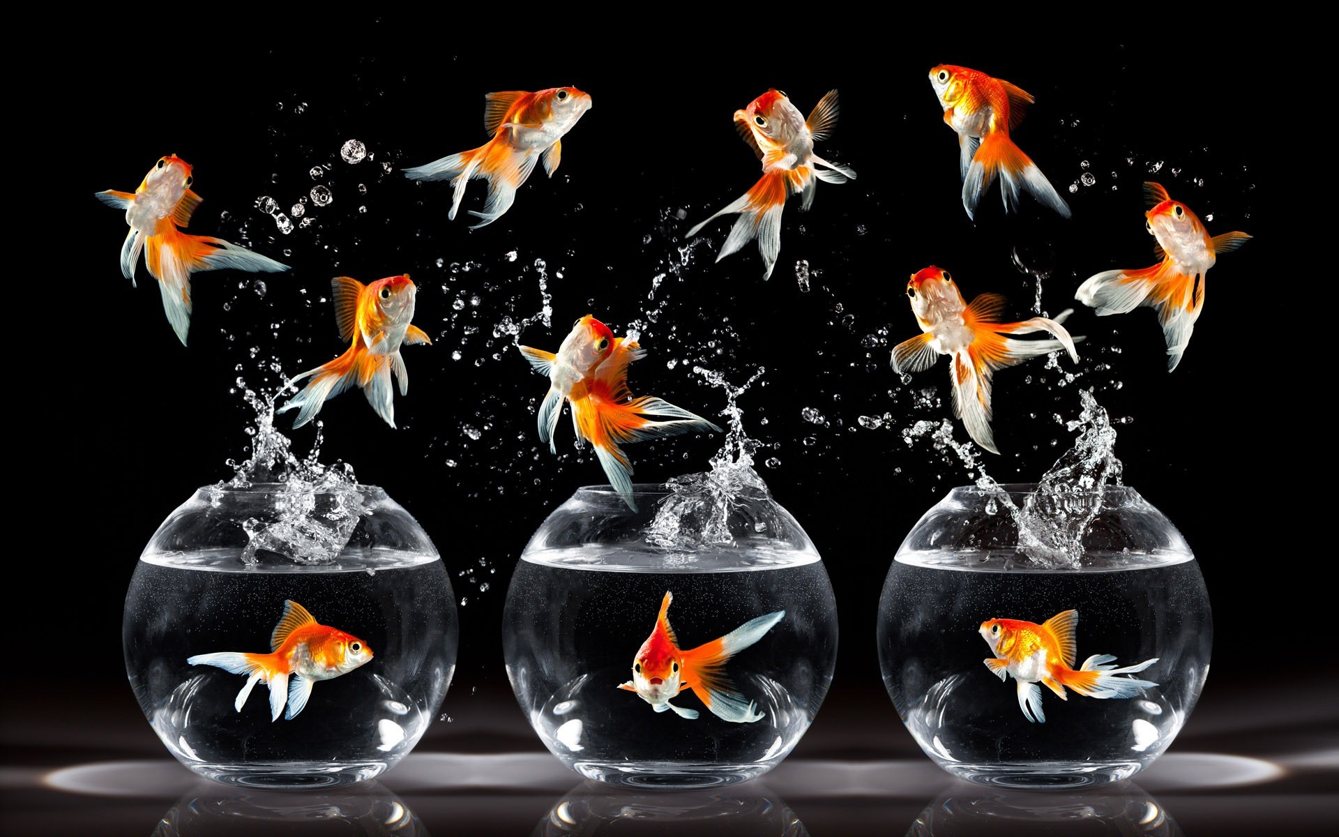 High Resolution Goldfish - HD Wallpaper 