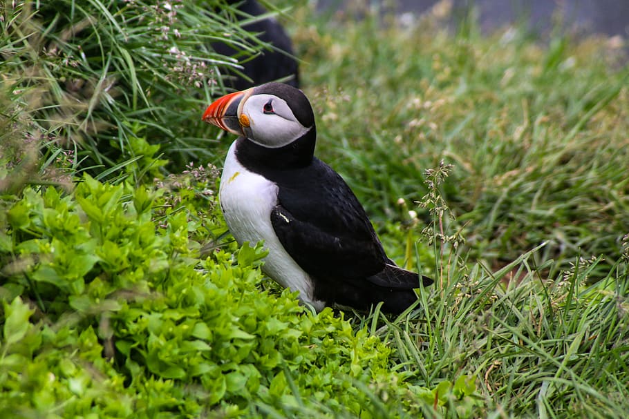 Black And White Bird On Green Grass Field, Animal, - Atlantic Puffin - HD Wallpaper 