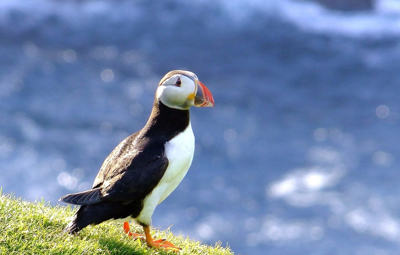 Photo Wallpaper Animals, Bird, Stalled, Animals, Bird, - Puffin - HD Wallpaper 