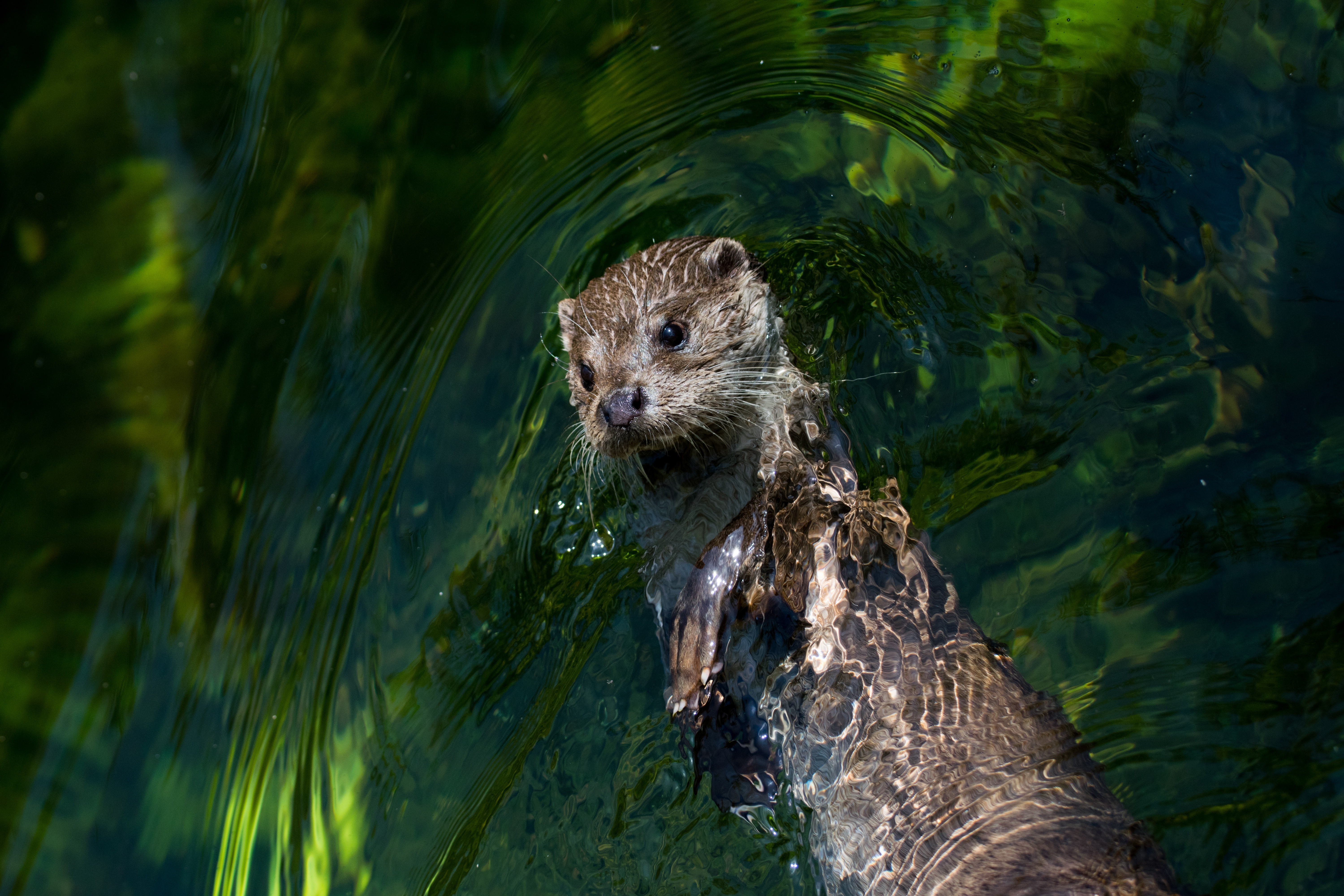 North American River Otter - HD Wallpaper 