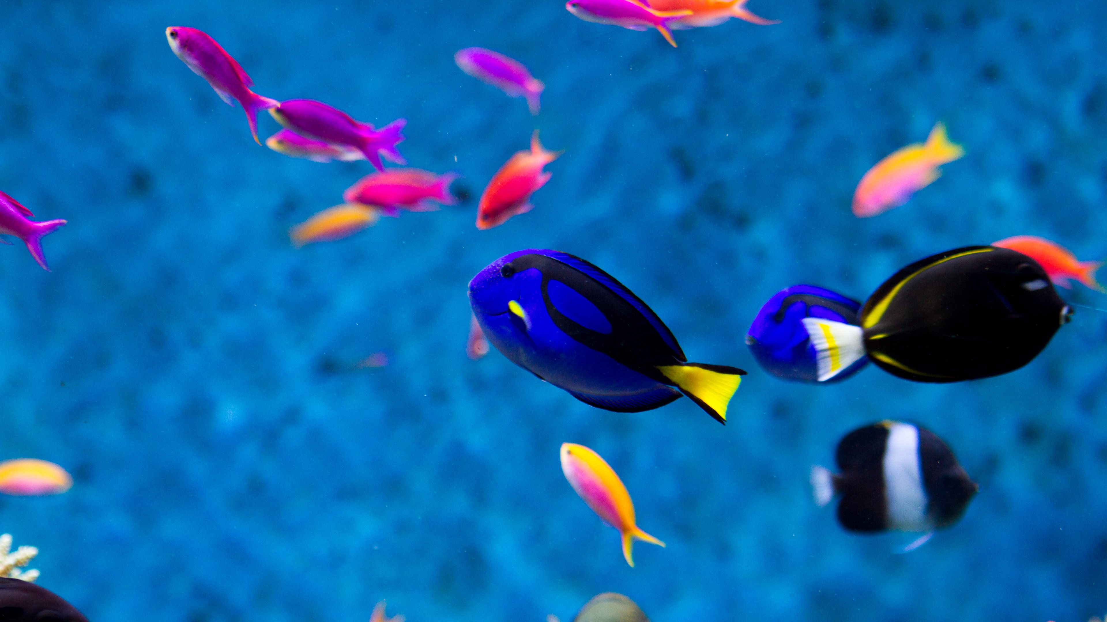 . Aquarium - 3840x2160 Wallpaper . Aquarium - 3840x2160 Wallpaper
