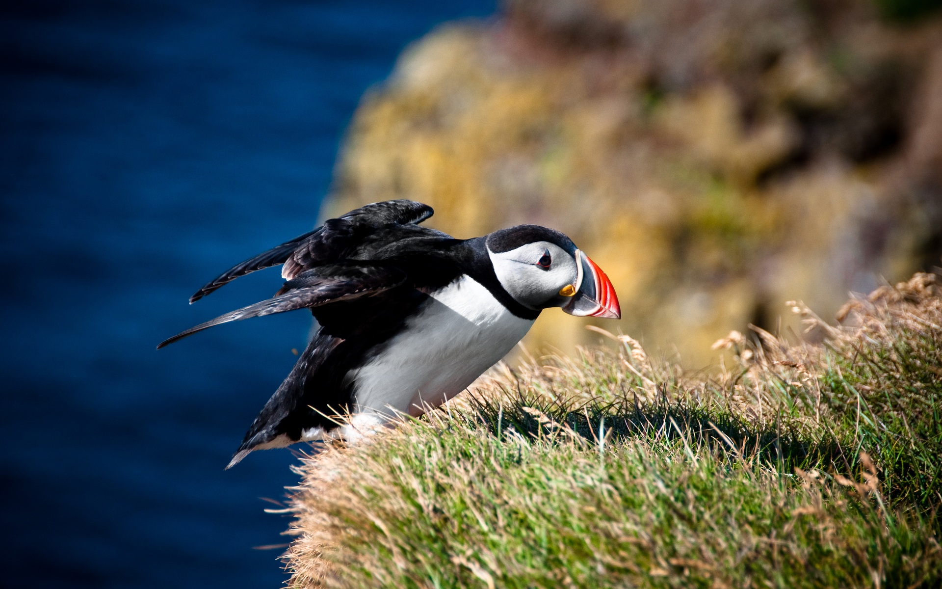Puffin Wallpaper - HD Wallpaper 