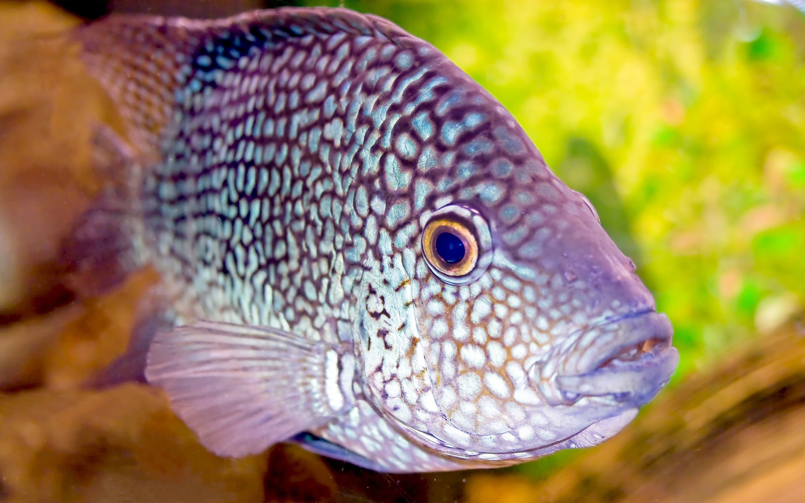Fish Aquarium - HD Wallpaper 
