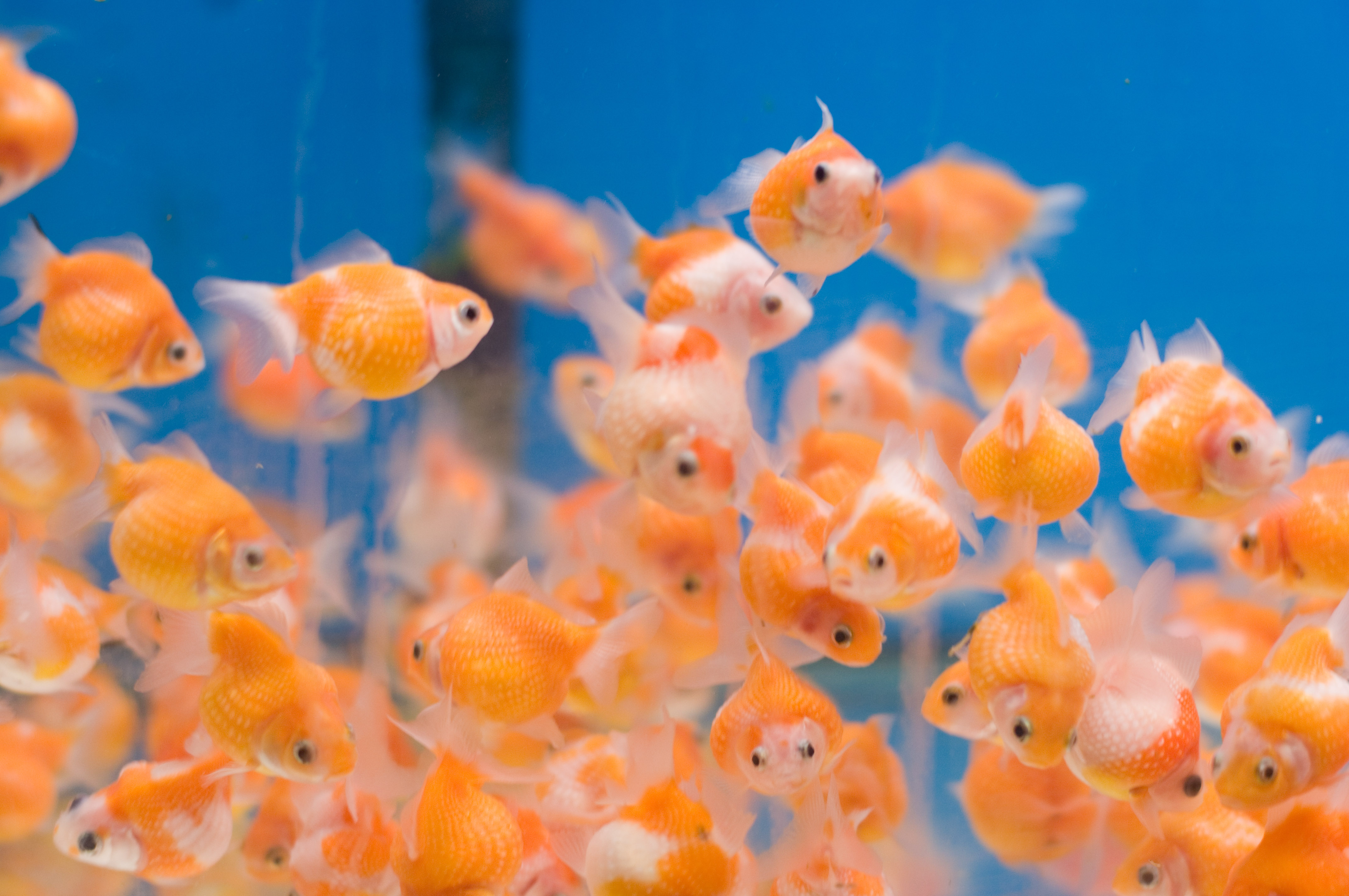 Spring Cleaning Tips For Your Fish Aquarium - Round Gold Fish - HD Wallpaper 