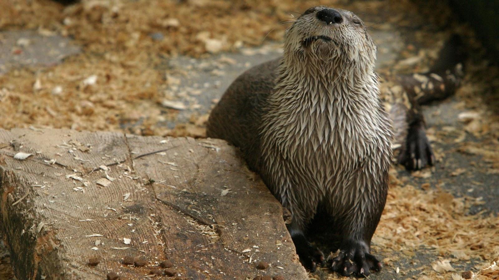 North American River Otter - HD Wallpaper 