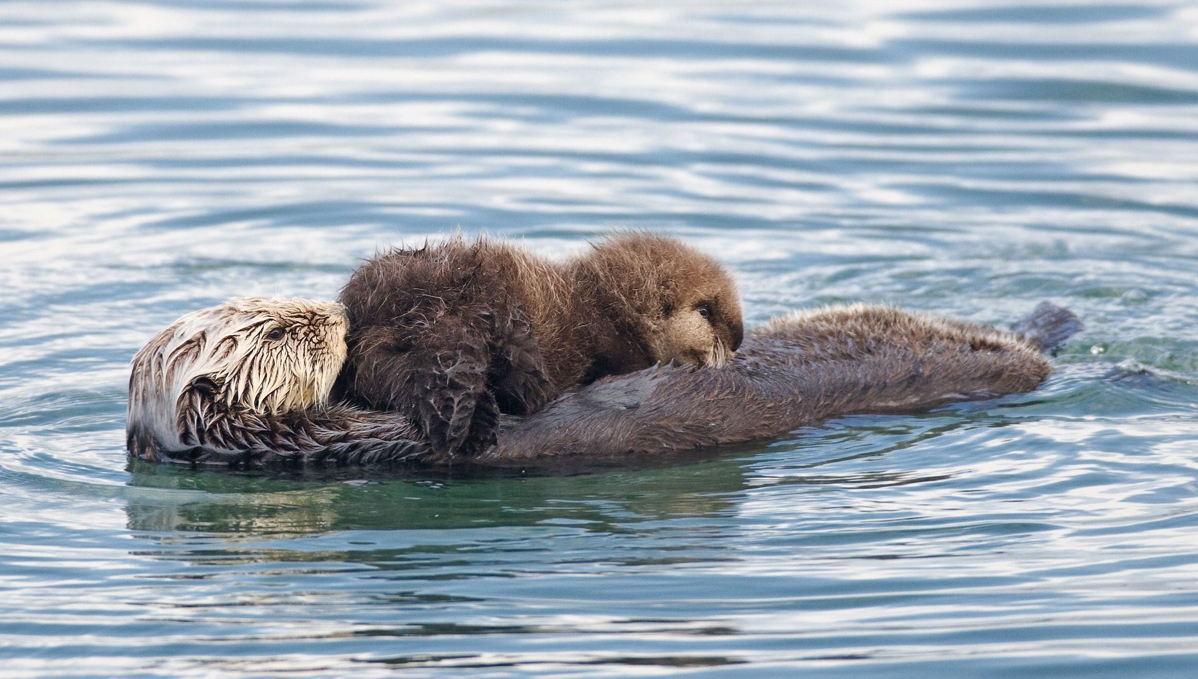 Sea Otter Wallpaper - Sea Otter Sex - HD Wallpaper 