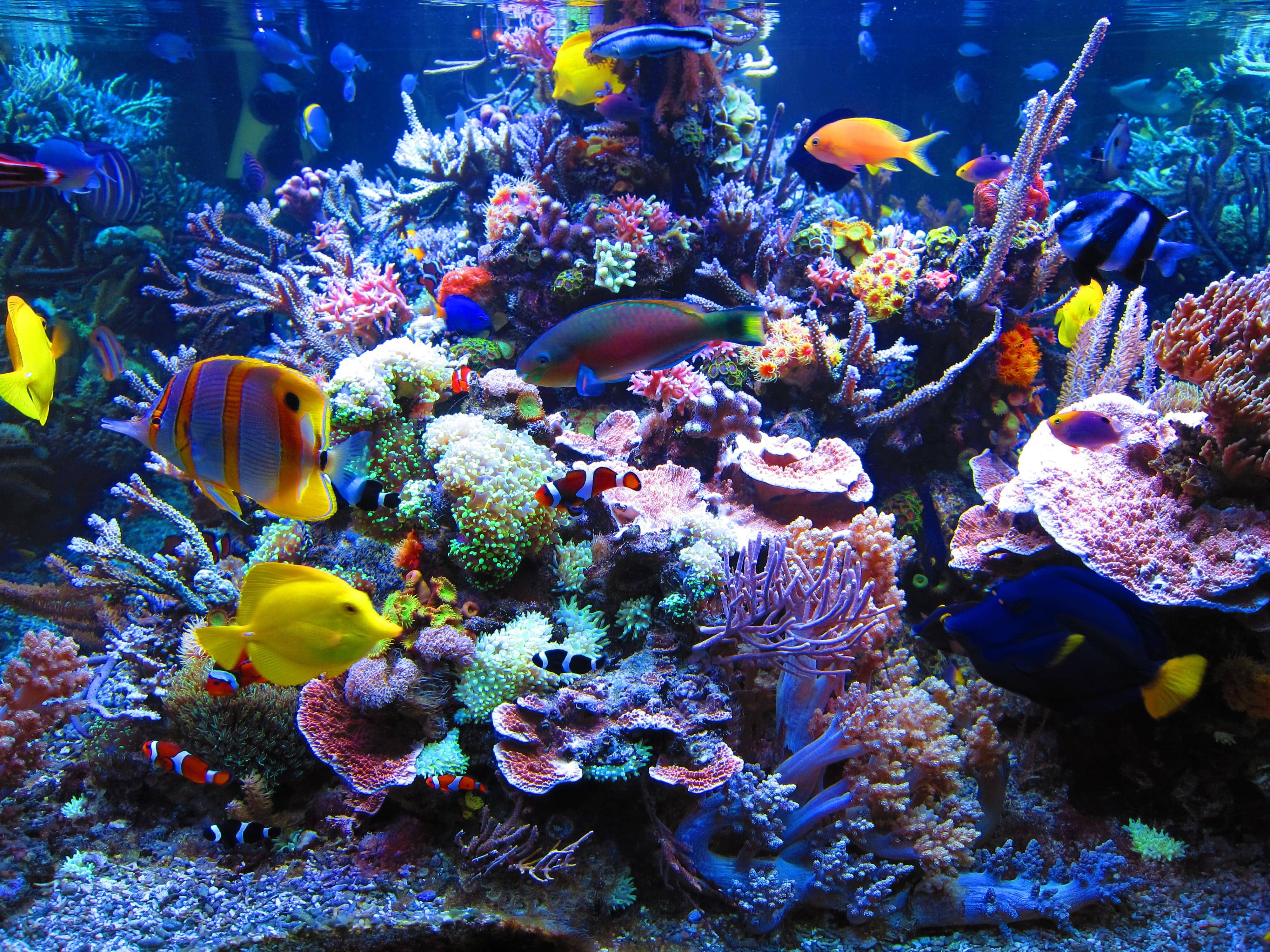 Marine Aquarium Backgrounds - Aquarium Desktop - HD Wallpaper 