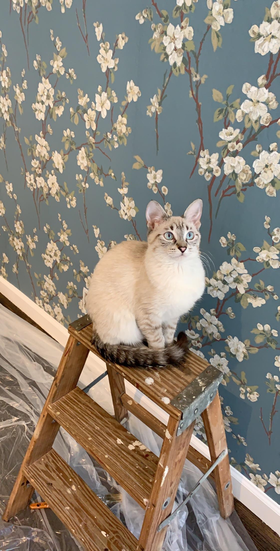 Domestic Short-haired Cat - HD Wallpaper 