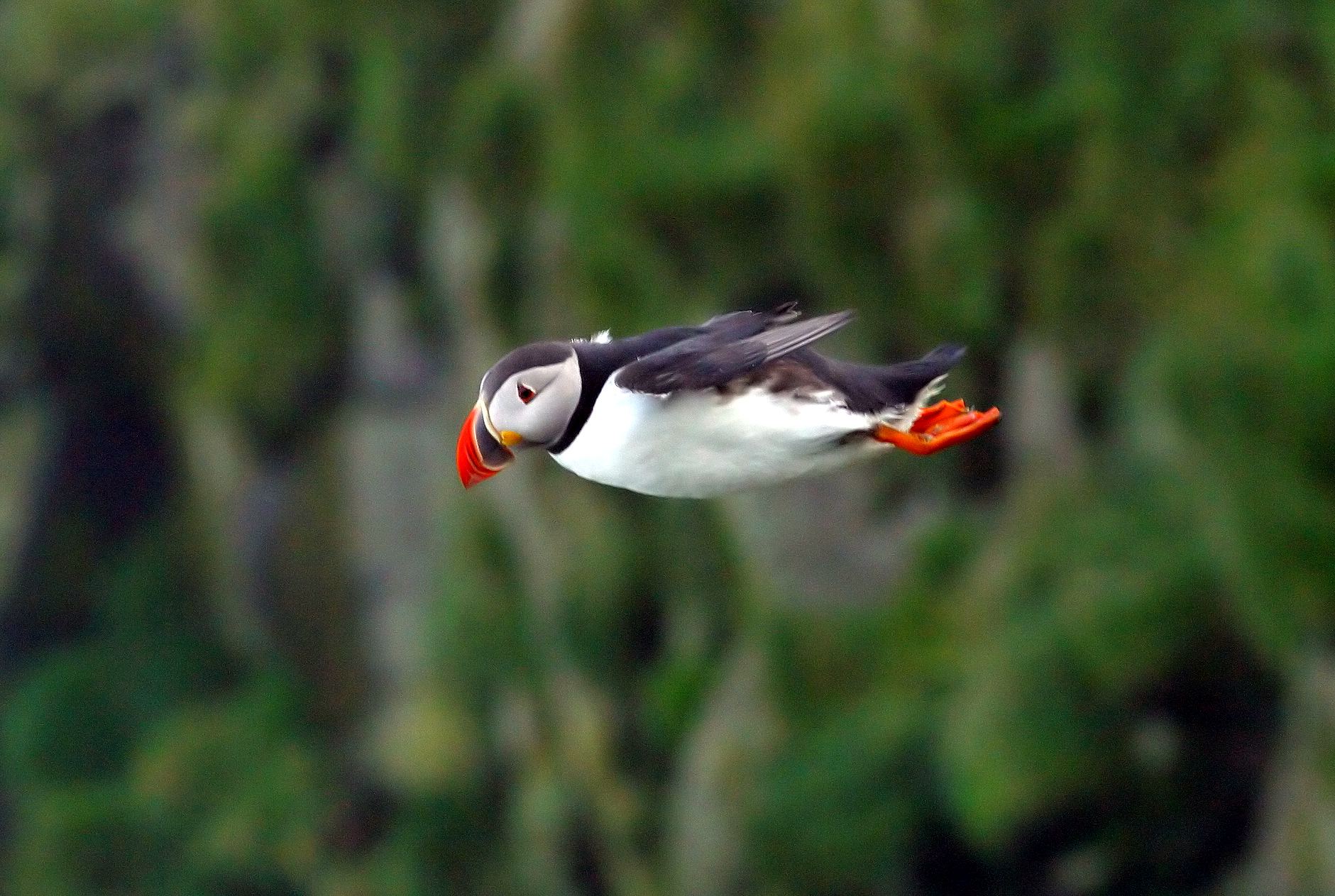 Puffins In The Air - HD Wallpaper 