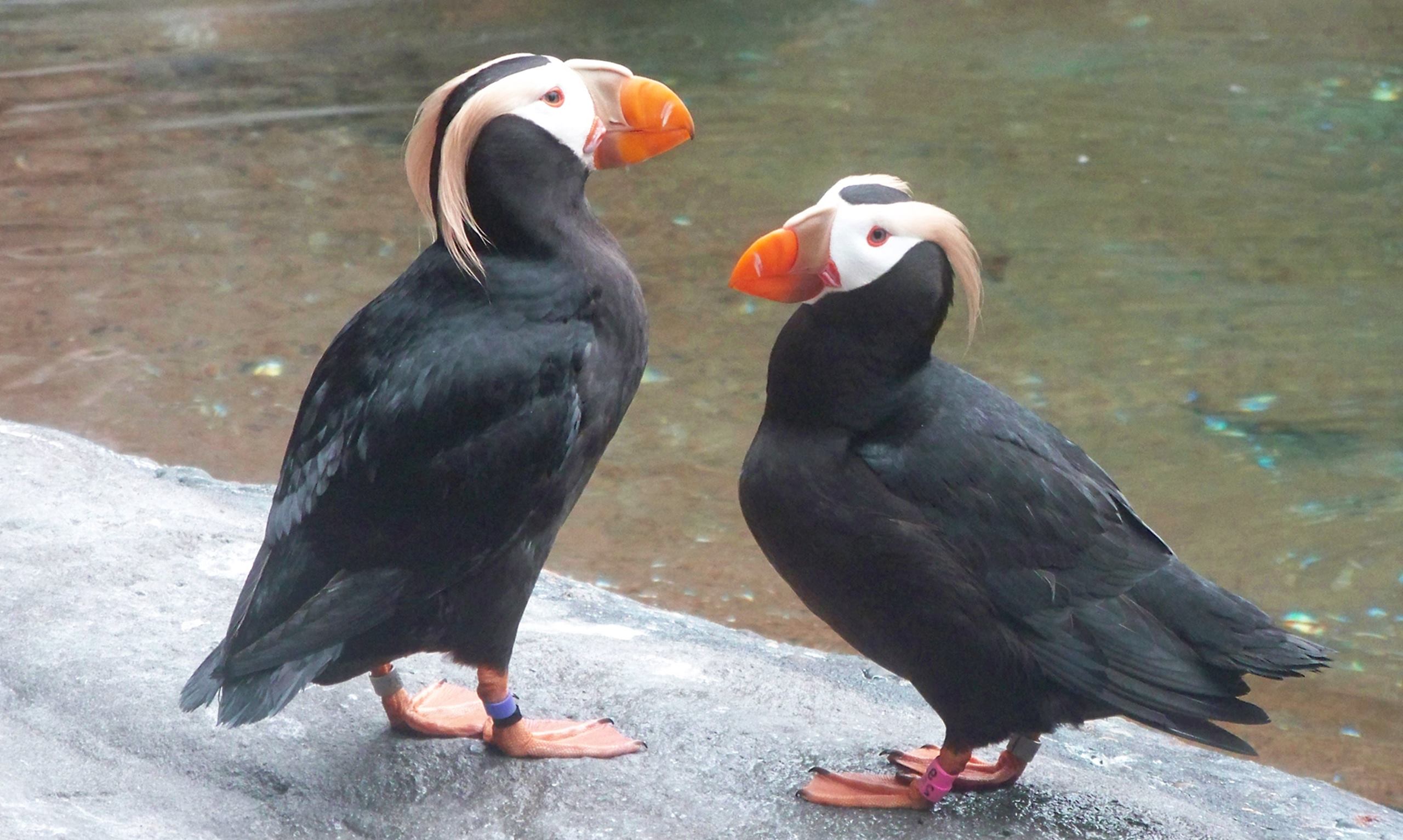 Atlantic Puffin - HD Wallpaper 