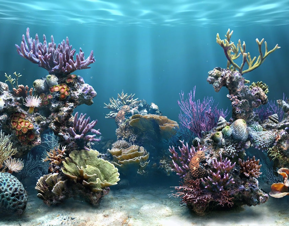 Under The Sea Habitat - HD Wallpaper 