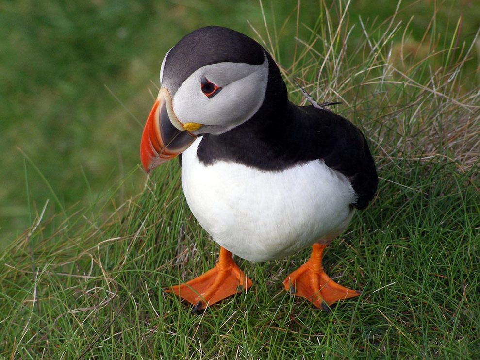 Beautiful Puffin - Atlantic Puffin - HD Wallpaper 