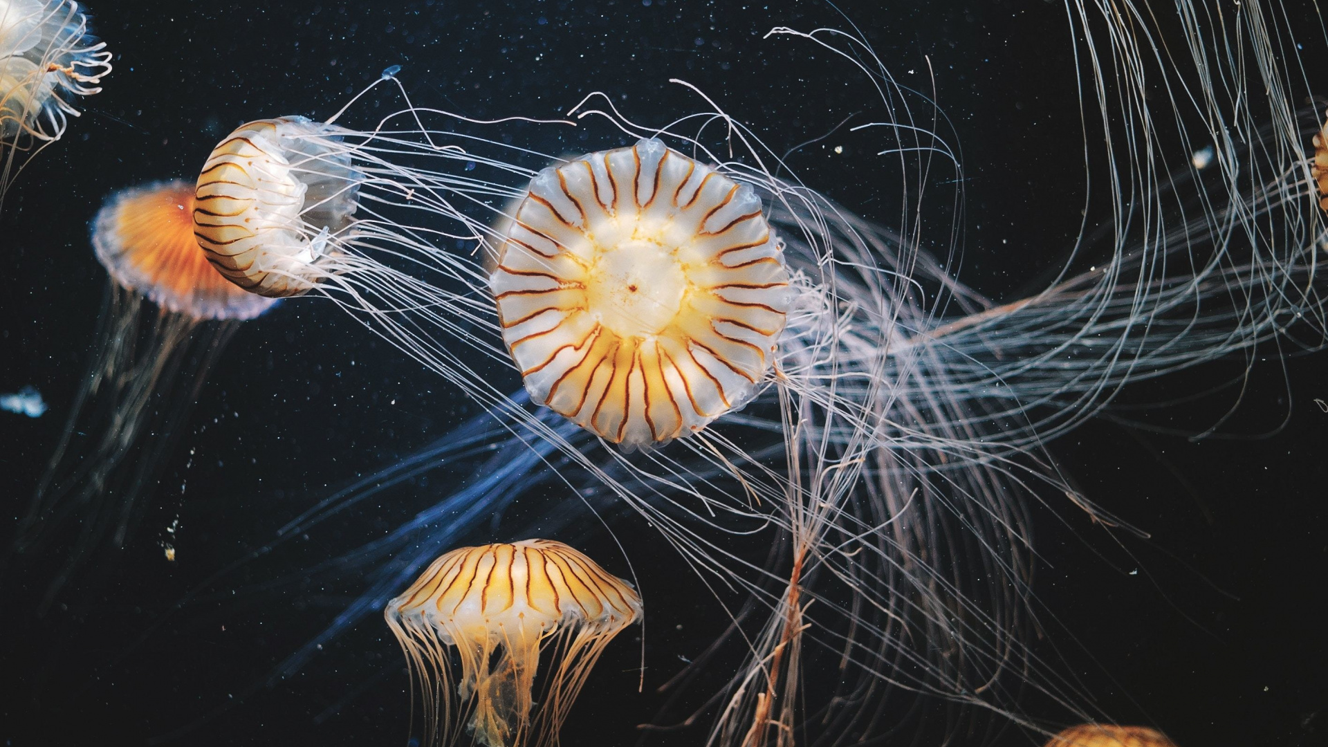 Aquarium, Animals, Aquatic, Jellyfish, Wallpaper - Hd Desktop Background Underwater - HD Wallpaper 