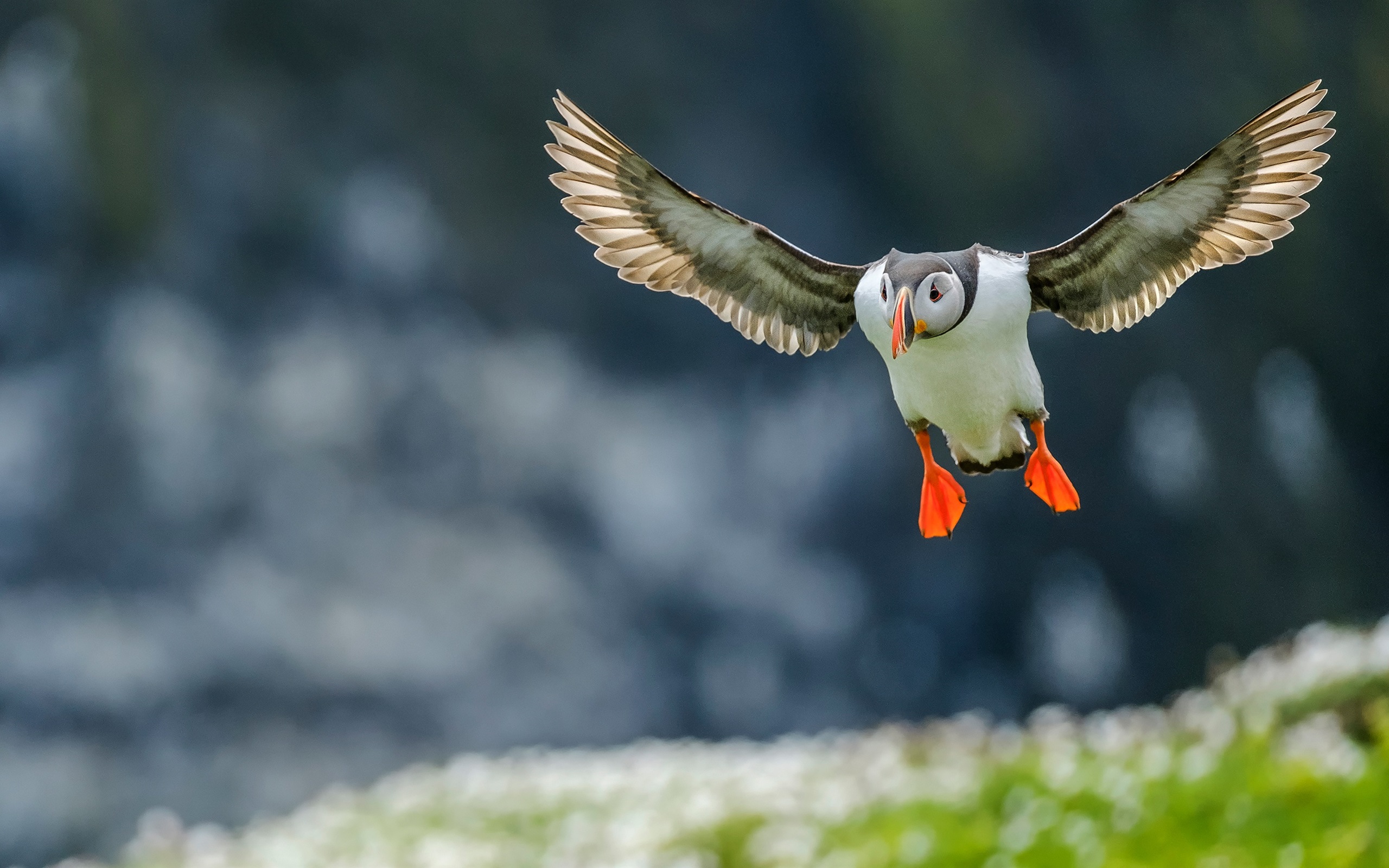 Wallpaper Atlantic Puffin Flight, Wings - Birds 1280 * 720 - HD Wallpaper 
