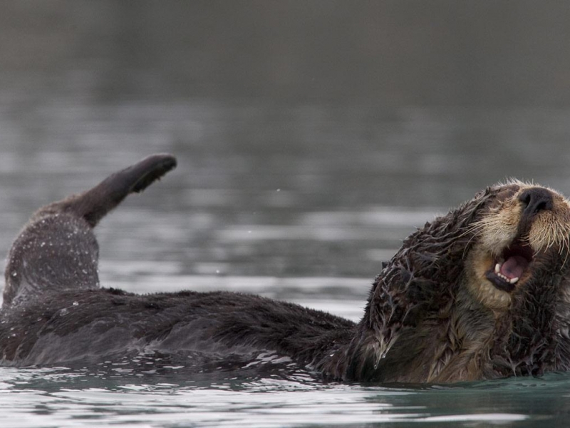 Sea Otter New Zealand - HD Wallpaper 