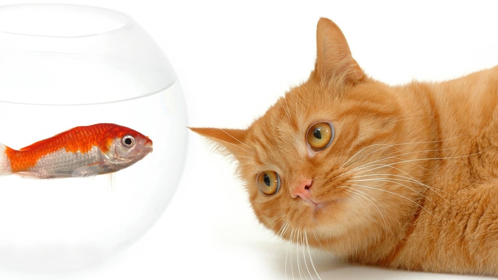 Cats And Golden Fish - HD Wallpaper 