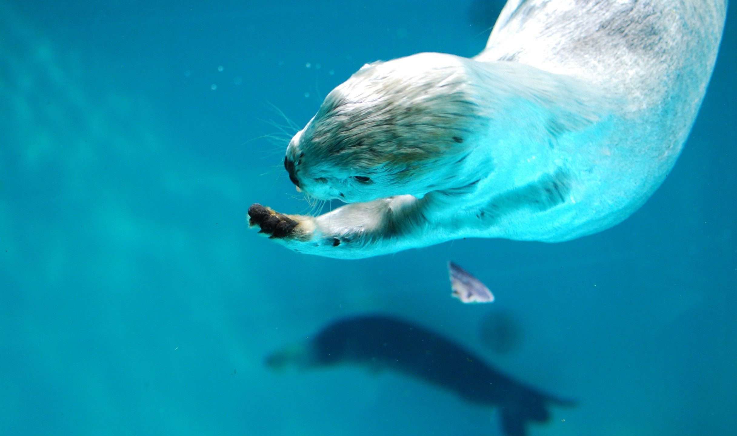 Sea Otter Hd Wallpaper - Sea Otter Wallpaper Cute - HD Wallpaper 