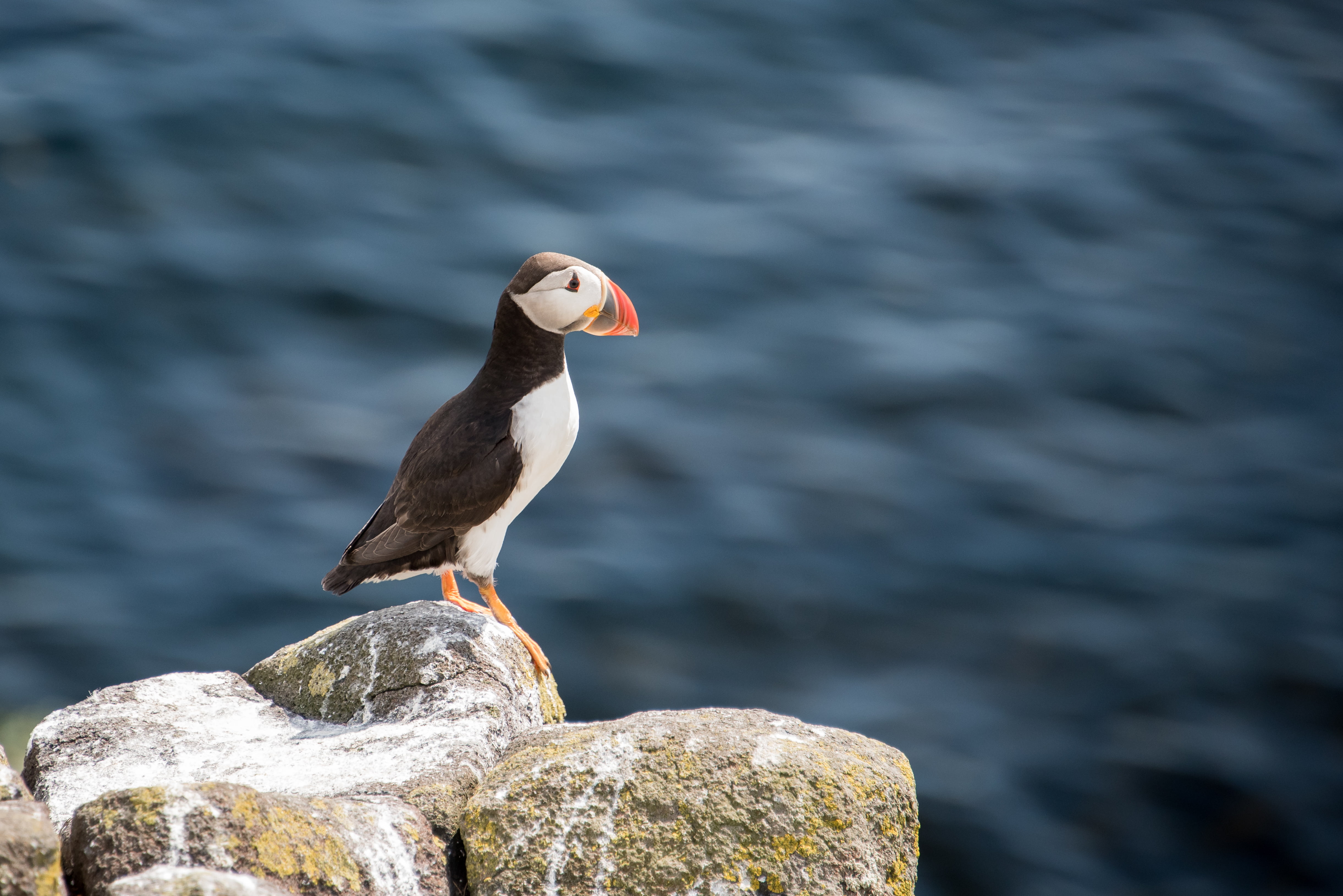 Atlantic Puffin Wallpaper Cloudy - HD Wallpaper 