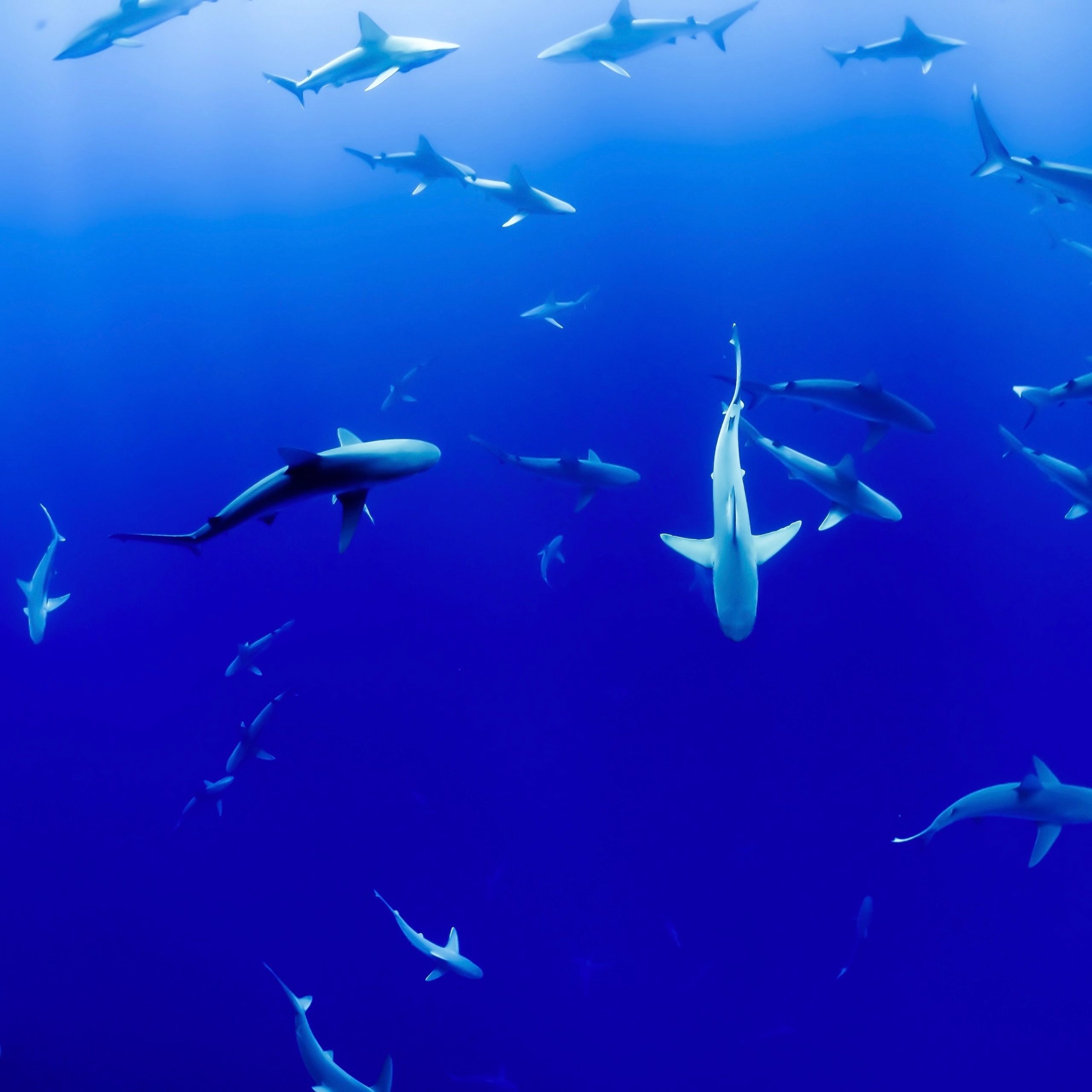 Ninajirachi Water Gun - HD Wallpaper 