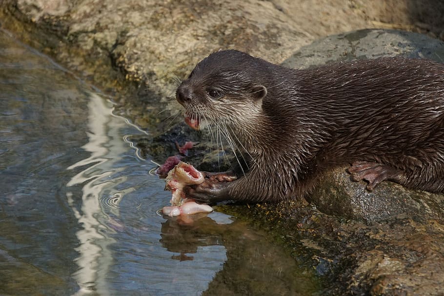 Clawed Otter, Mammal, Waters, Animal World, Nature, - North American River Otter - HD Wallpaper 