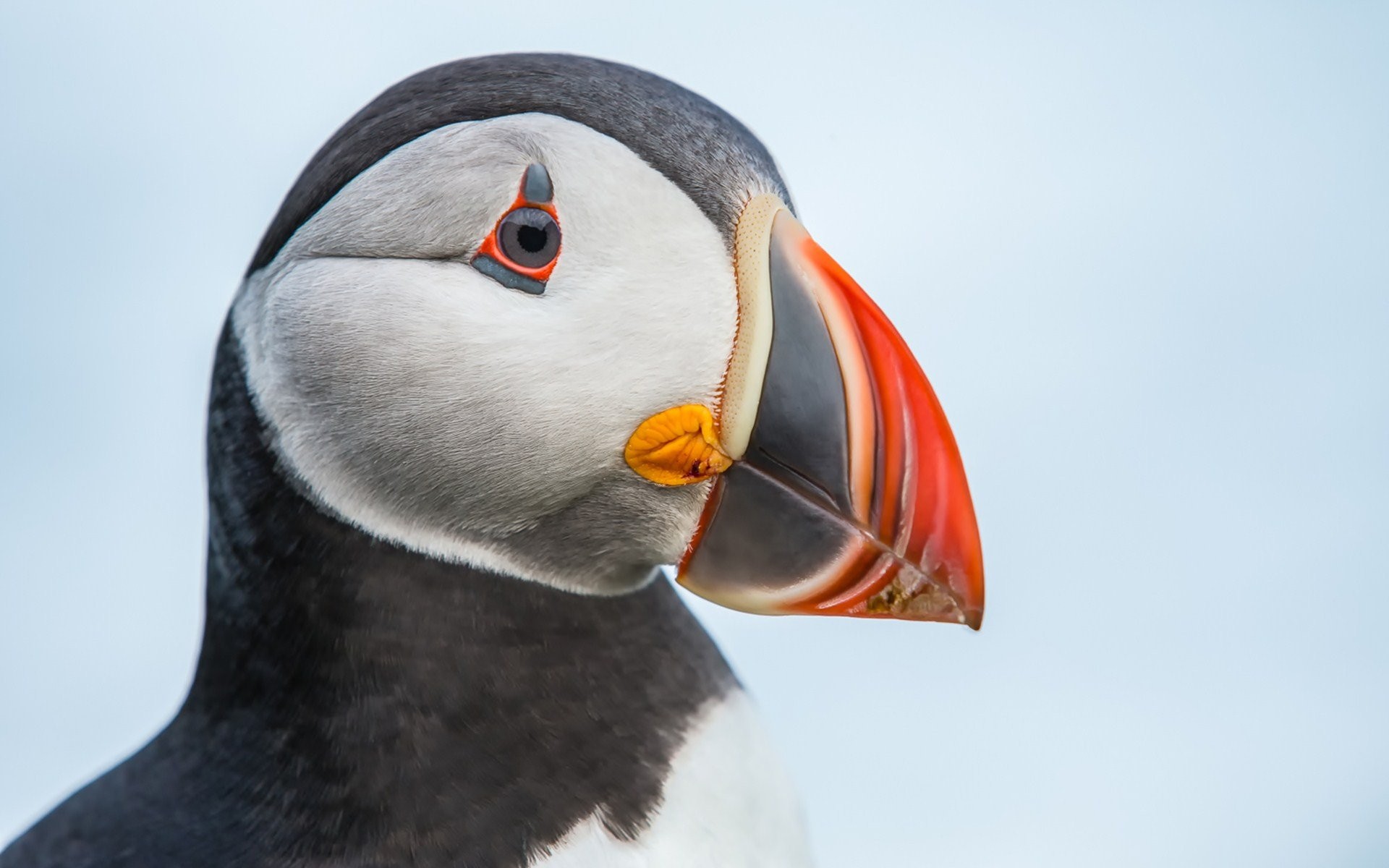 Puffin Hd - HD Wallpaper 