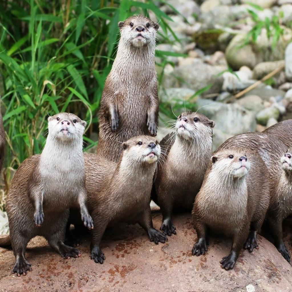 North American River Otter Family - HD Wallpaper 