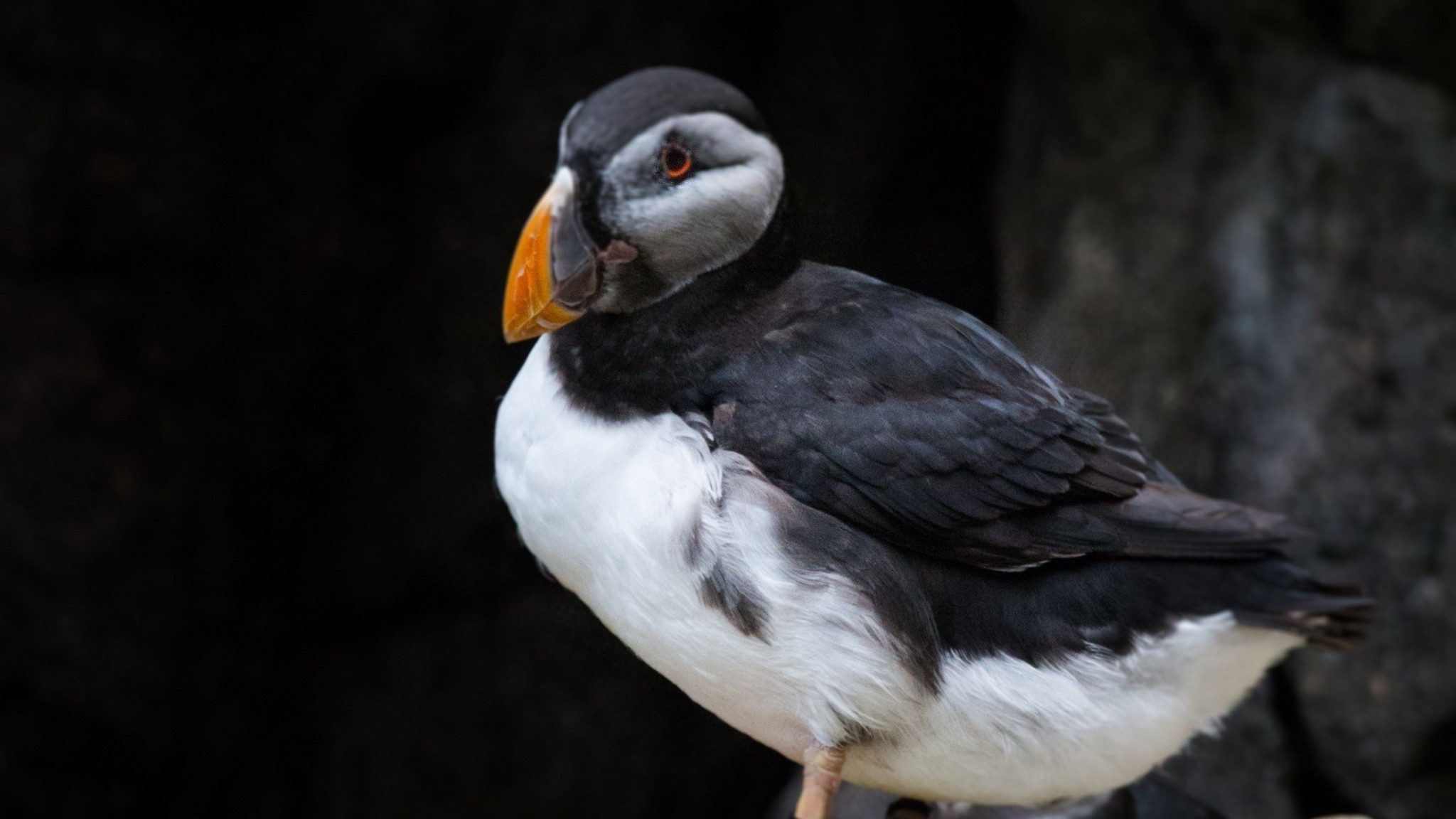 Puffin, Beautiful, Aquatic Life, Wallpaper 
 Data Src - HD Wallpaper 