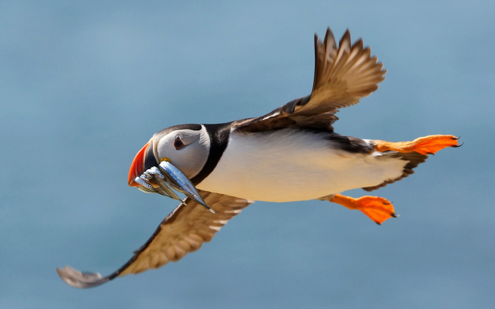 Full Hd Puffins - HD Wallpaper 