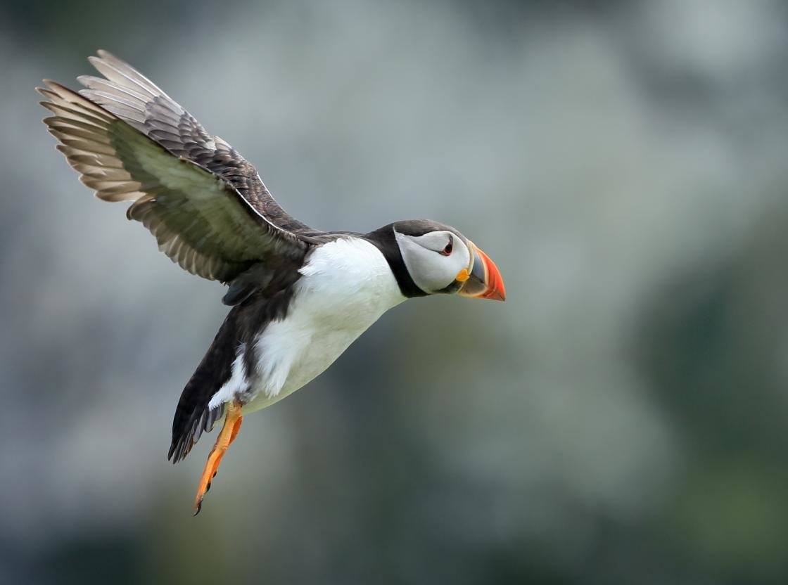 Download Hd Puffin Pc Wallpaper Id - Atlantic Puffin - HD Wallpaper 