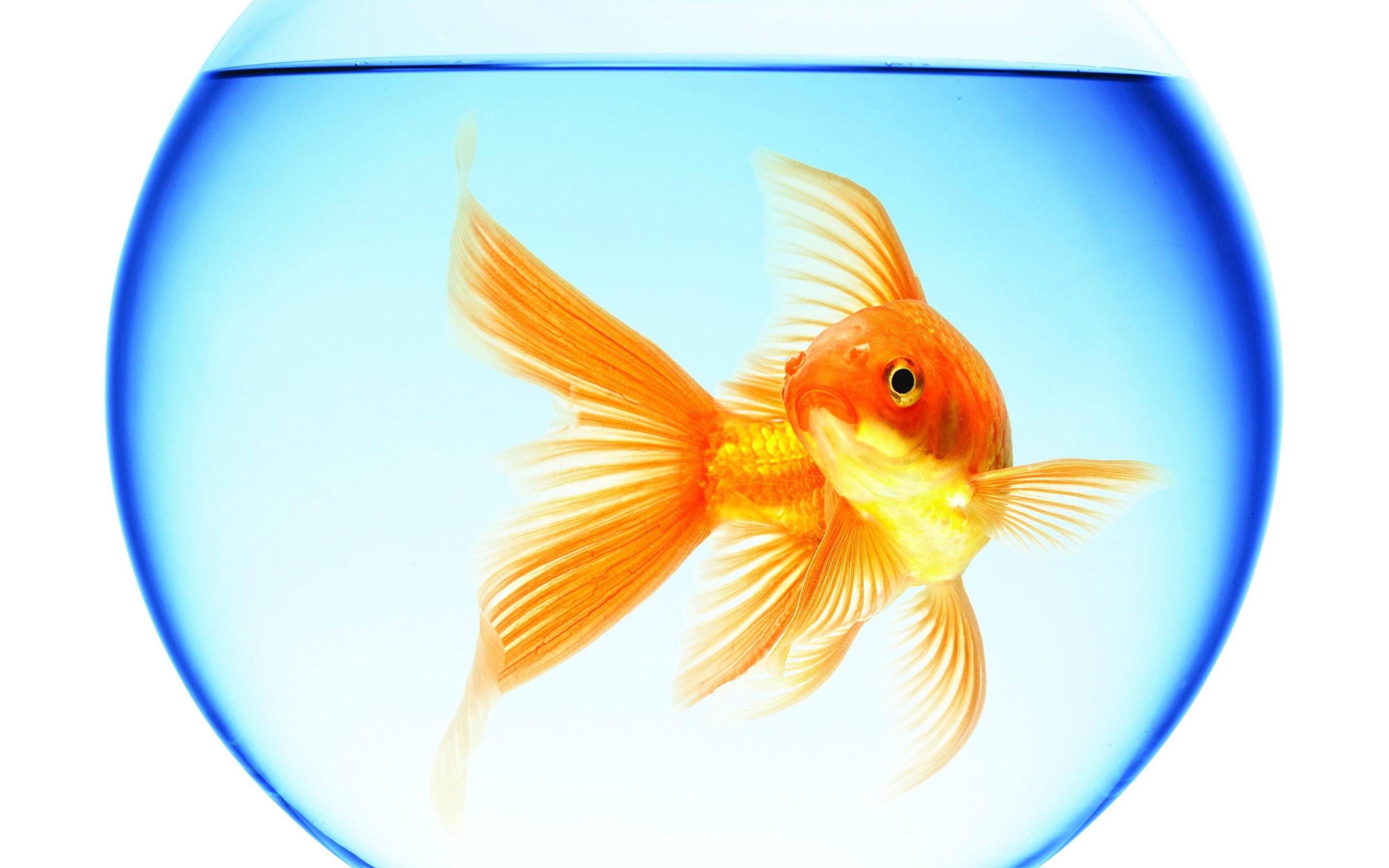 Hd Goldfish Swimming Aquarium Round Water Reflection - Golden Fish Wallpaper Download - HD Wallpaper 