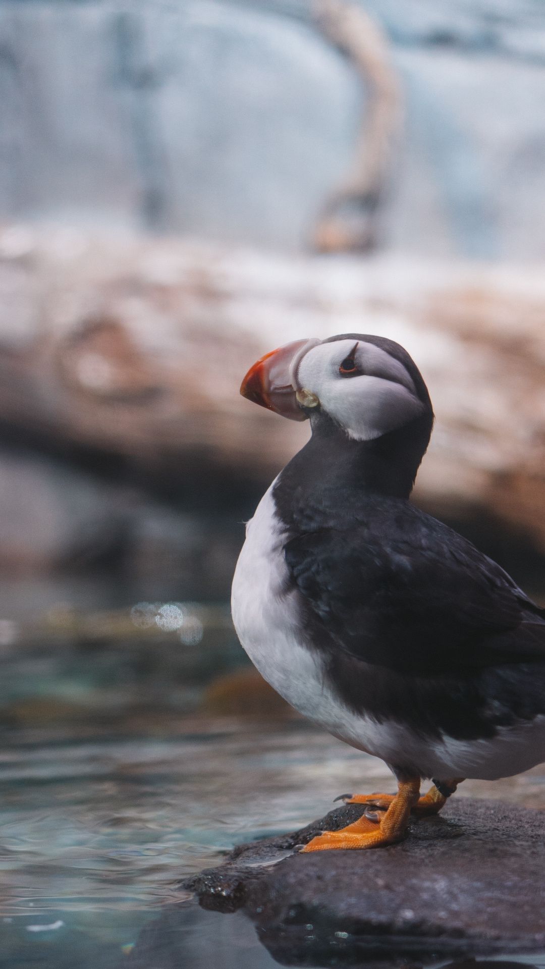 Puffin Bird - HD Wallpaper 