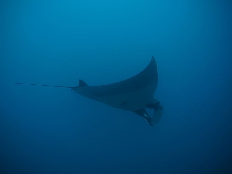 Manta Stingray In Body Of Water, Rays, Manta Rays, - Japan Diving Spot - HD Wallpaper 