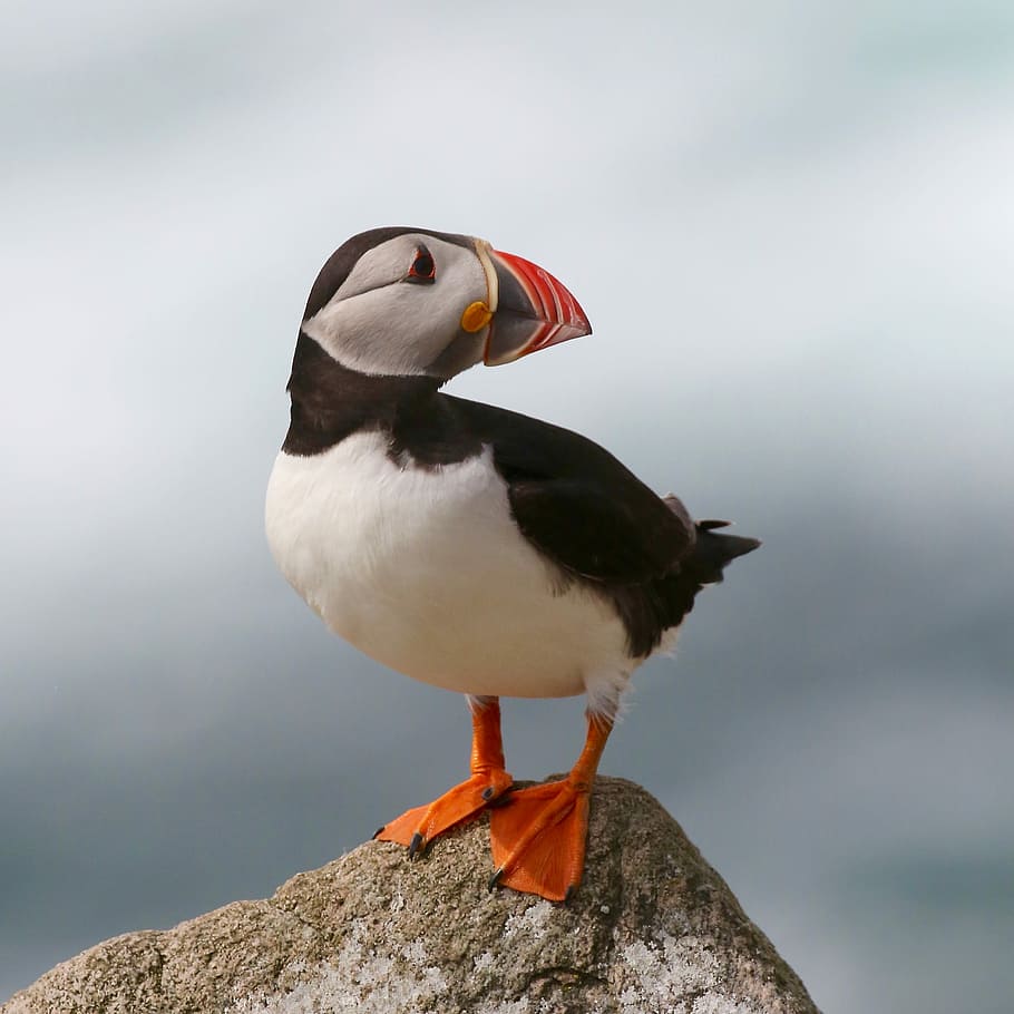 Puffin, Focus Photography Of Atlantic Puffin Bird Perching - Atlantic Puffin - HD Wallpaper 