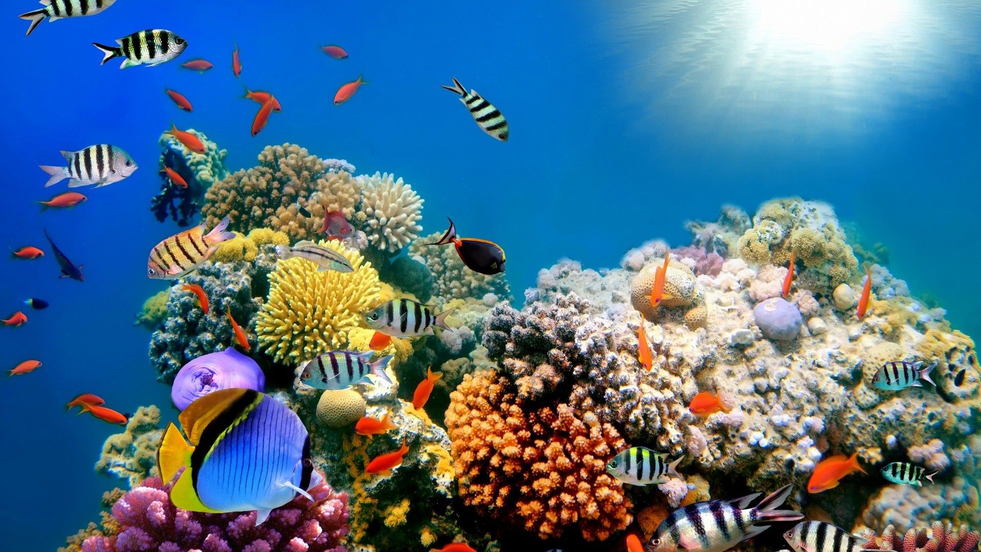 Background Coral Great Barrier Reef - HD Wallpaper 