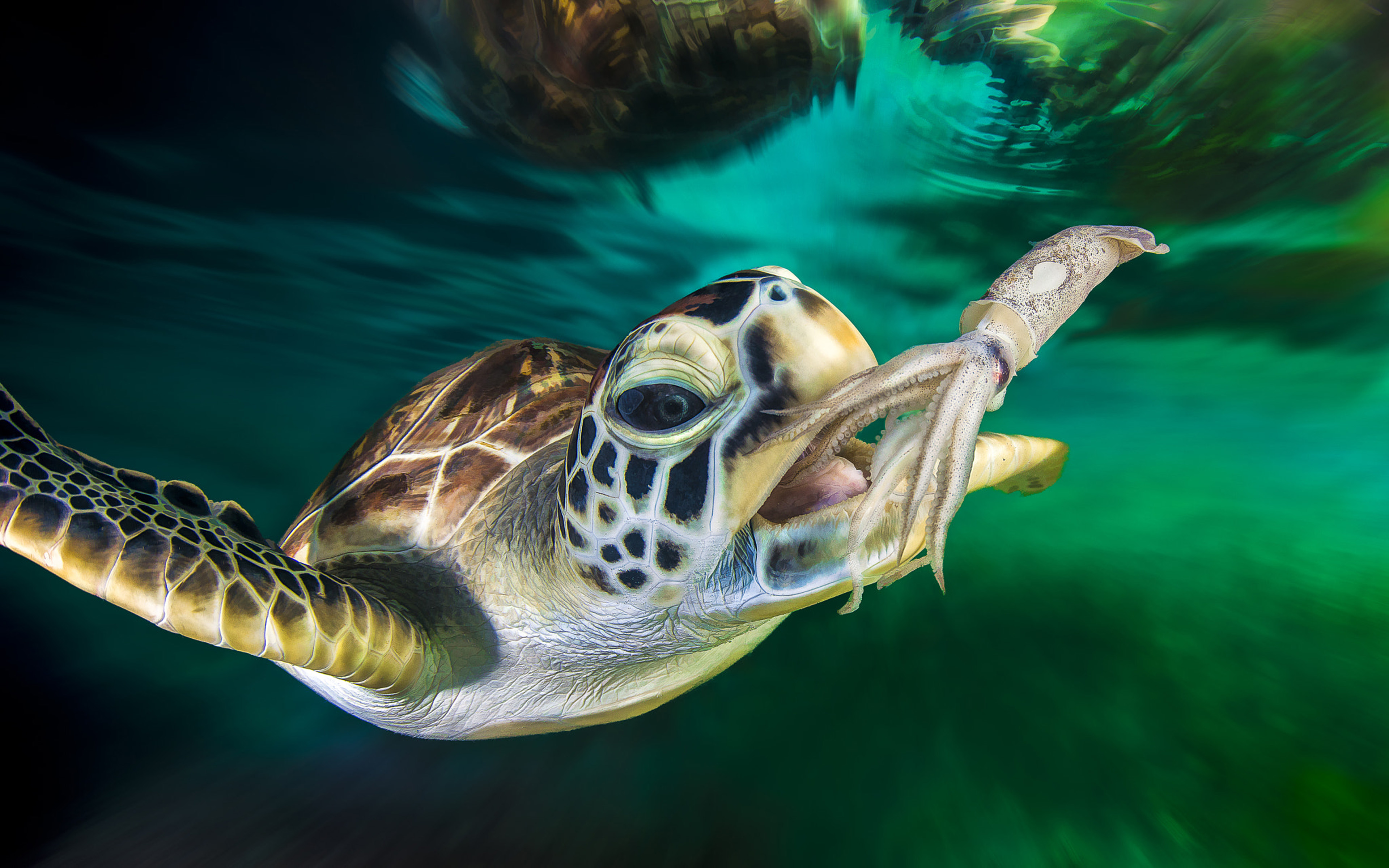 Do Sea Turtles Eat - HD Wallpaper 